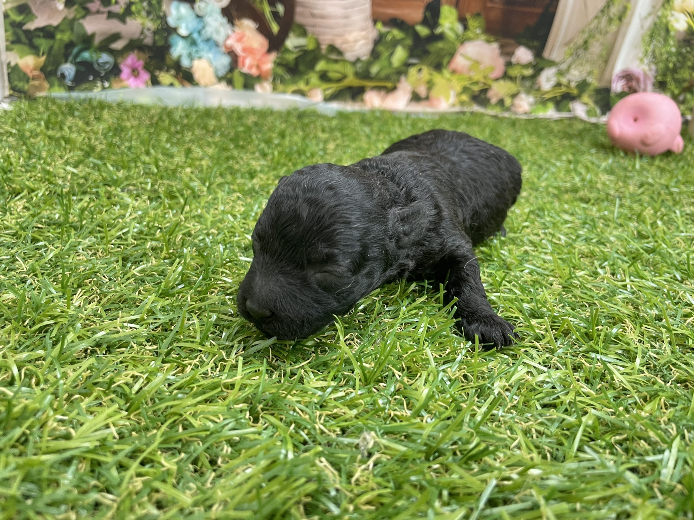 赤ちゃん写真1-2