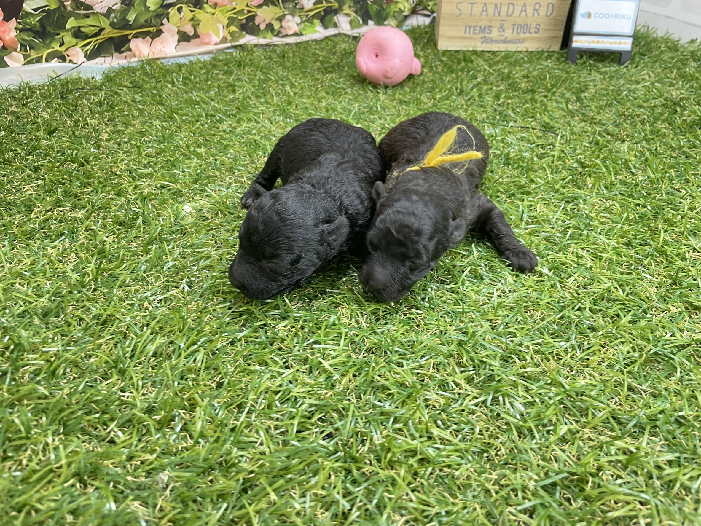 赤ちゃん写真1-3