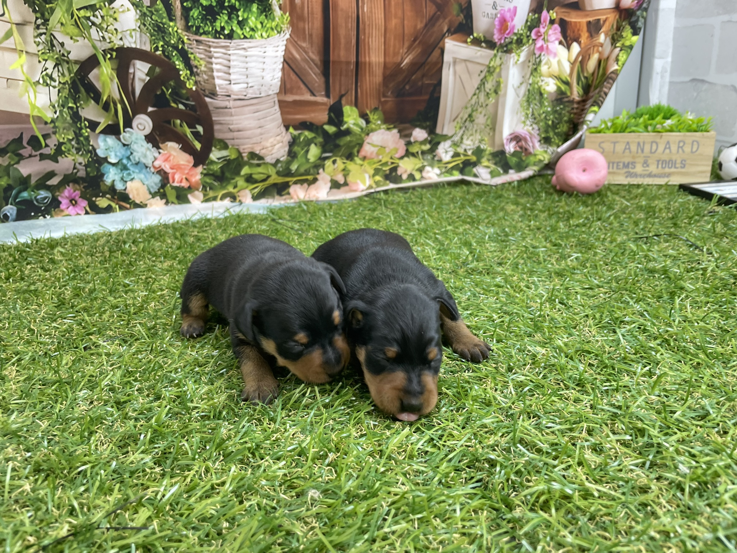 赤ちゃん写真1-3