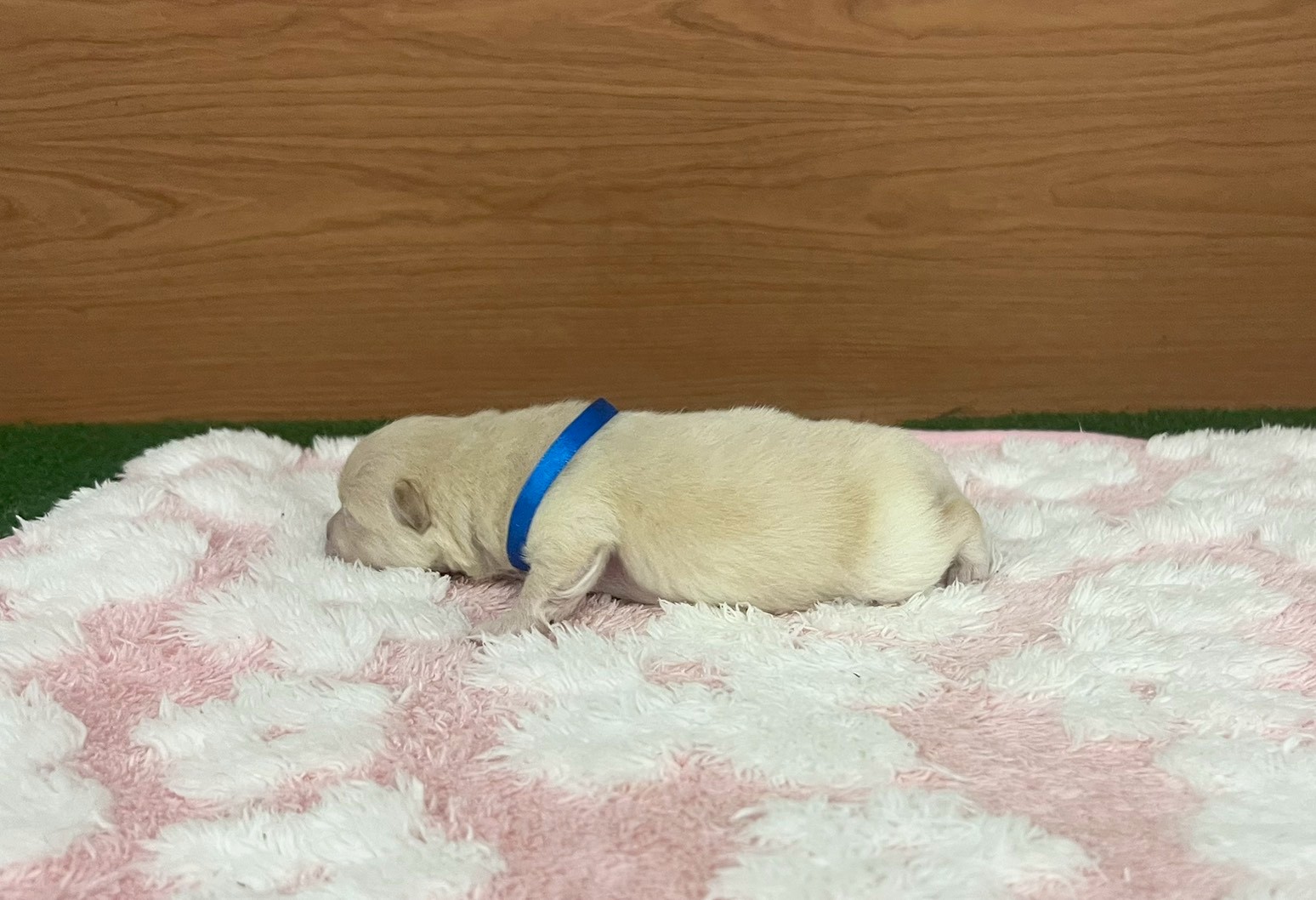 赤ちゃん写真1-2