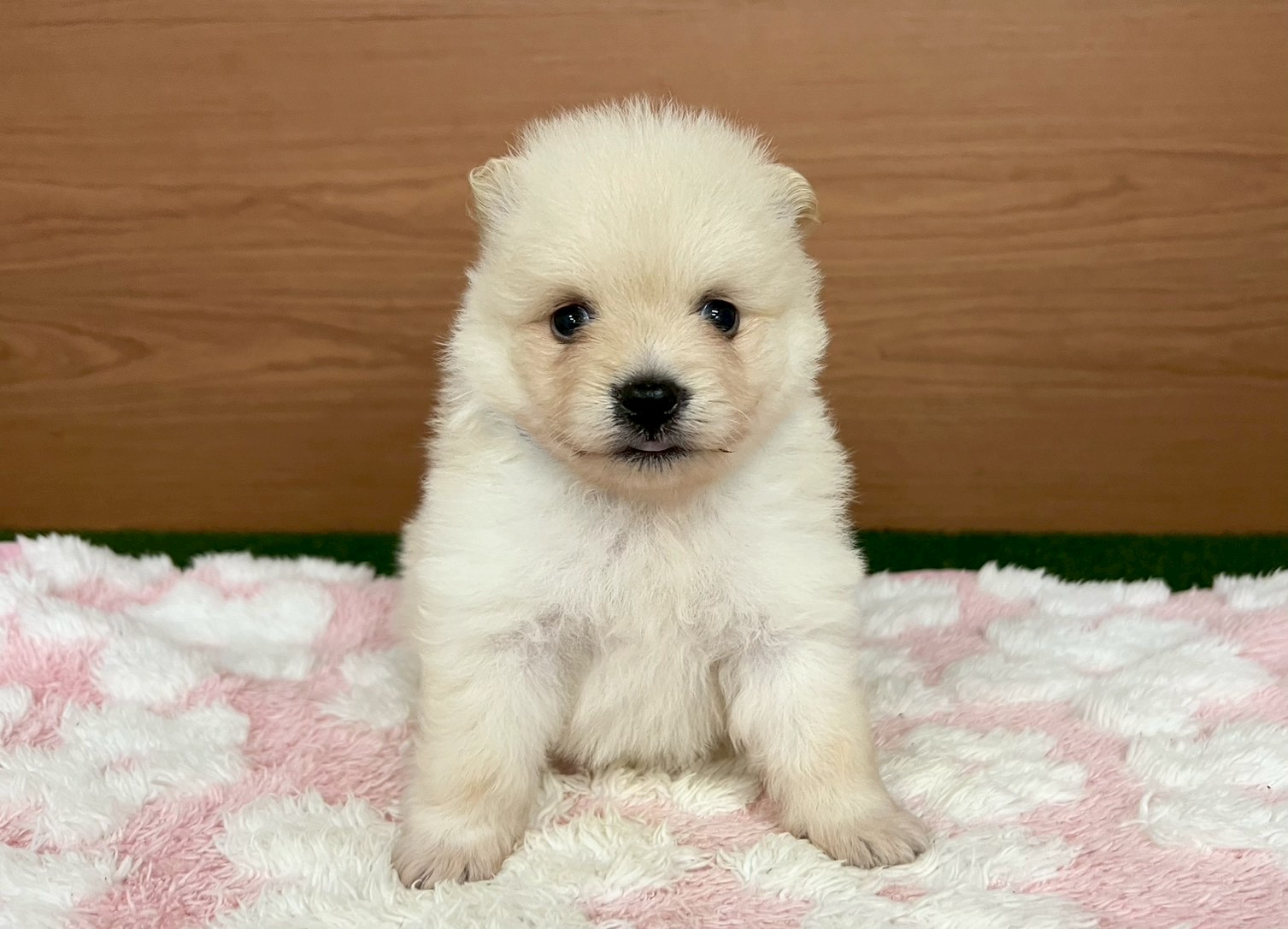 赤ちゃん写真2-1