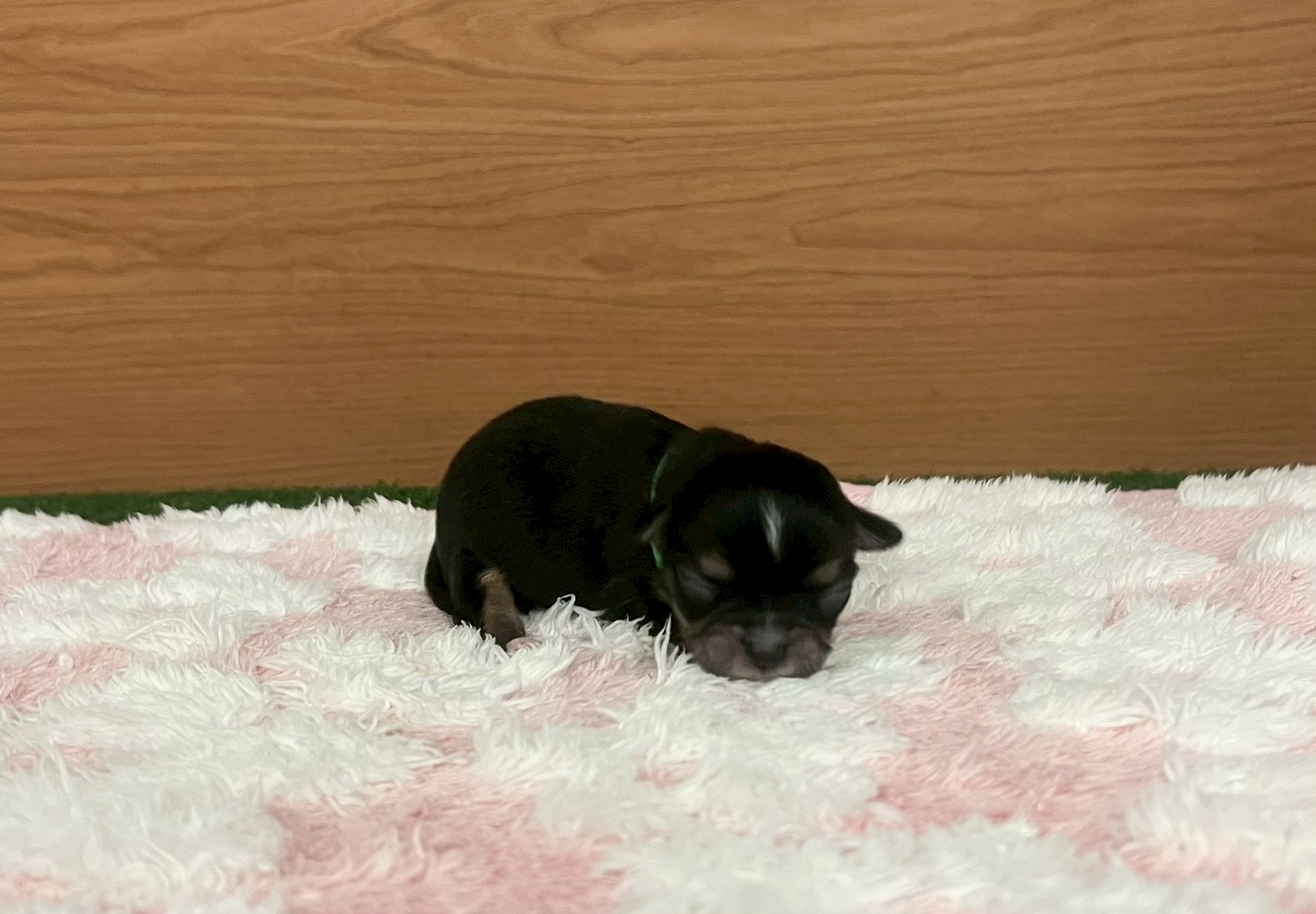 チワワ（ロングコート）