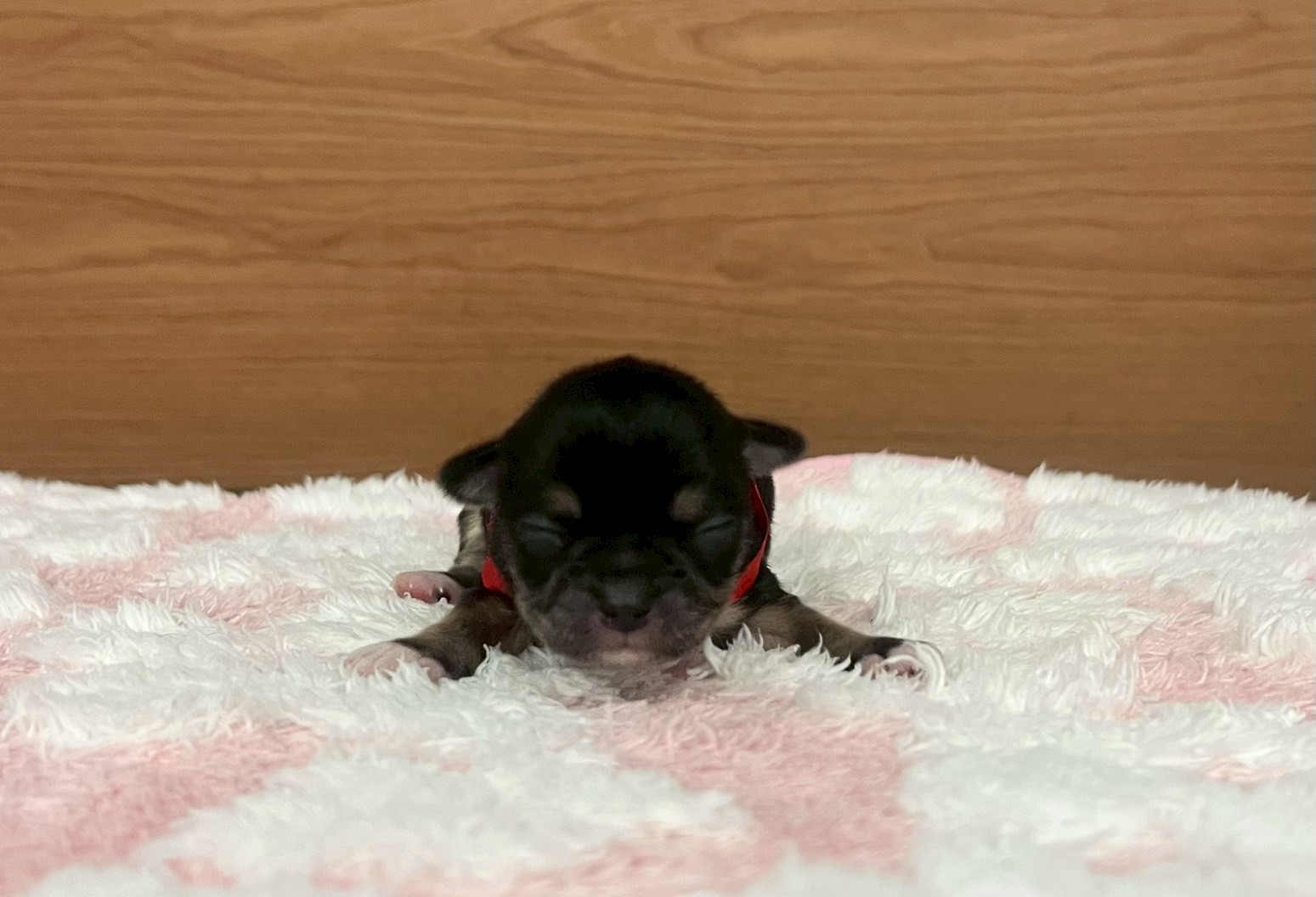 チワワ（ロングコート）