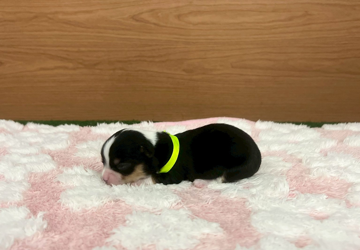 赤ちゃん写真1-2
