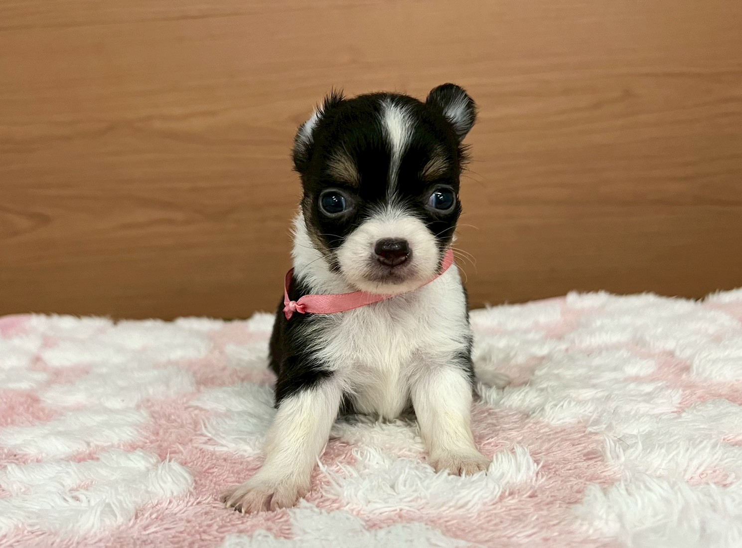 チワワ（ロングコート）