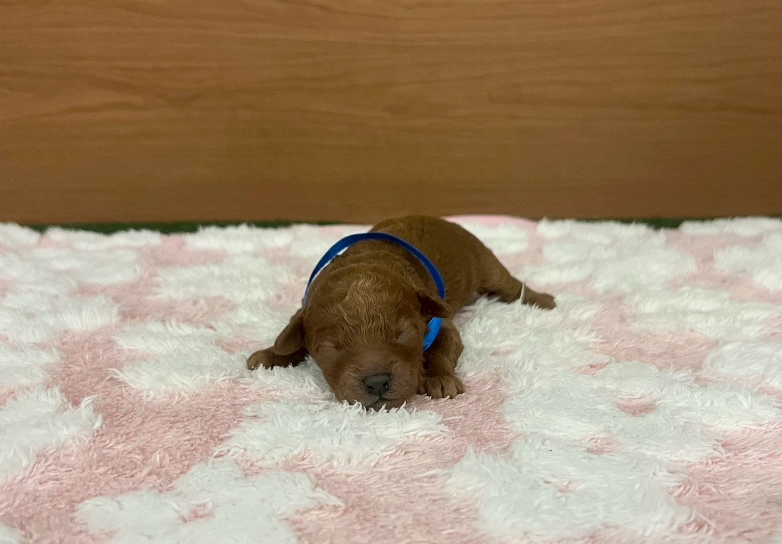 トイ・プードル