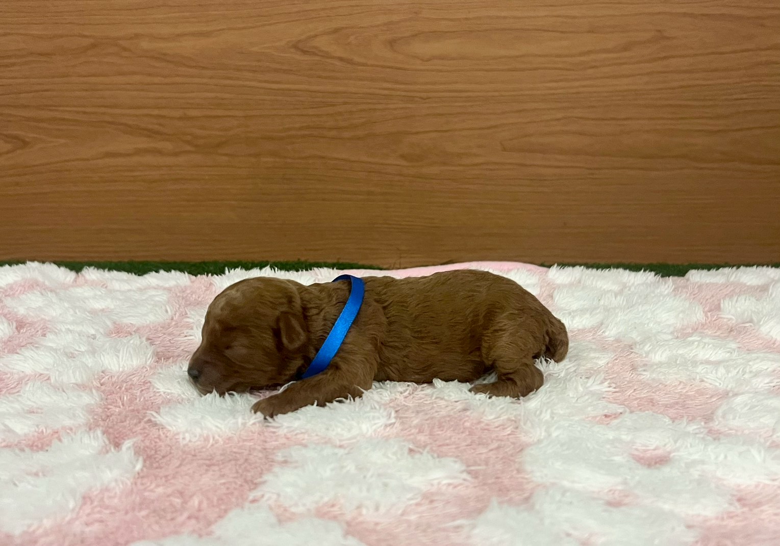 赤ちゃん写真1-2