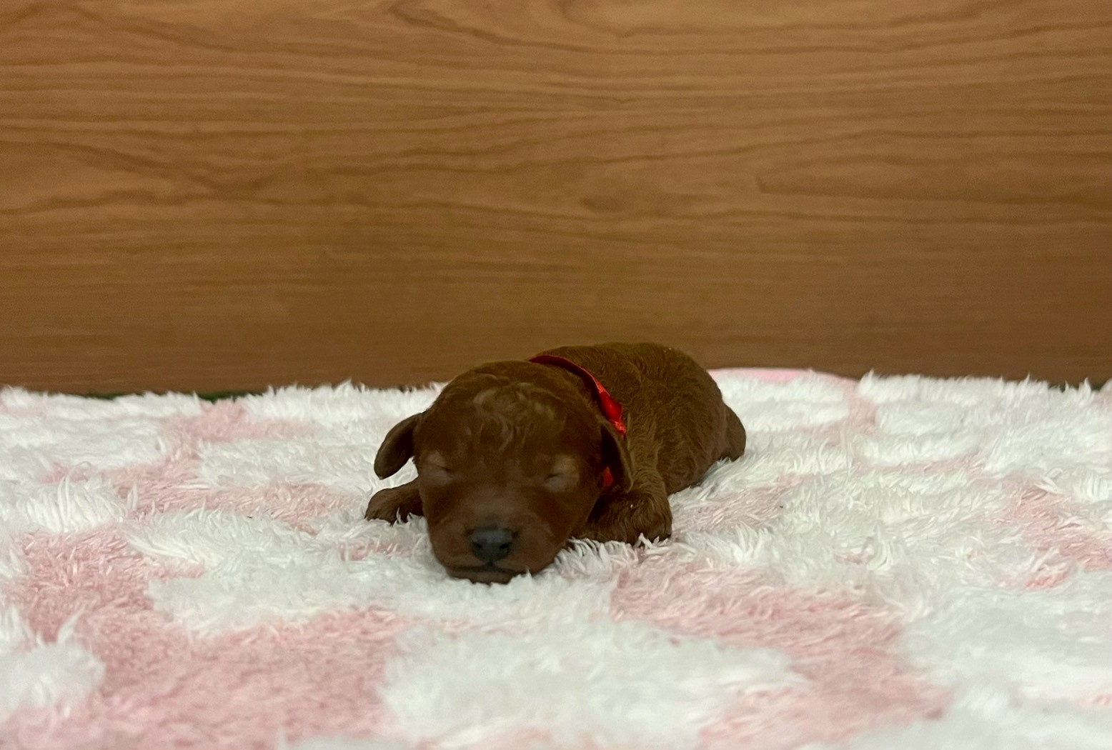 トイ・プードル