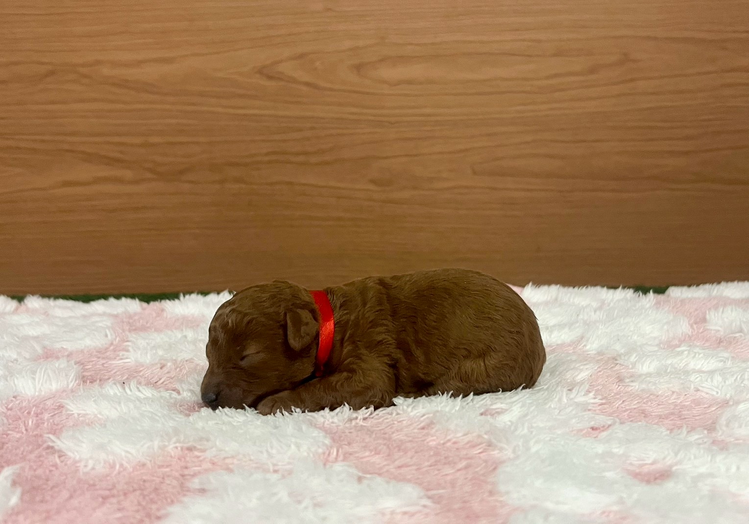 赤ちゃん写真1-2