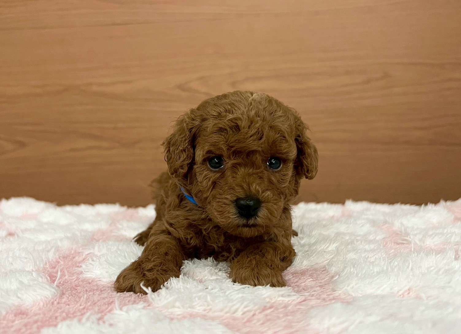 赤ちゃん写真2-1