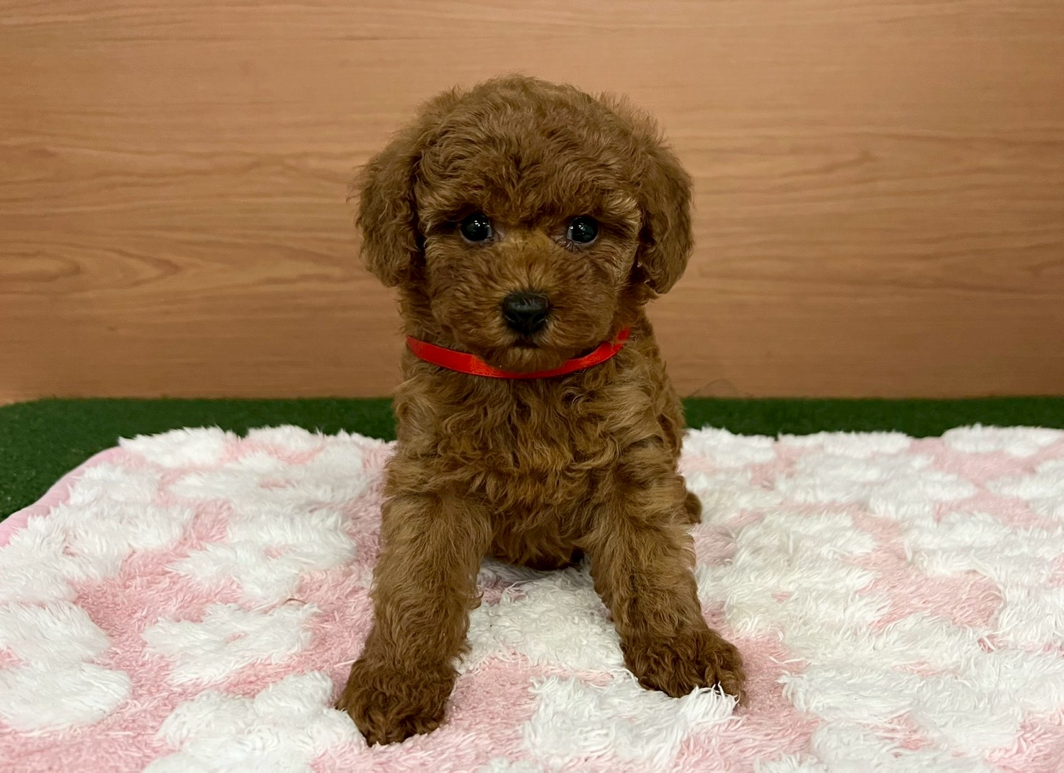 トイ・プードル