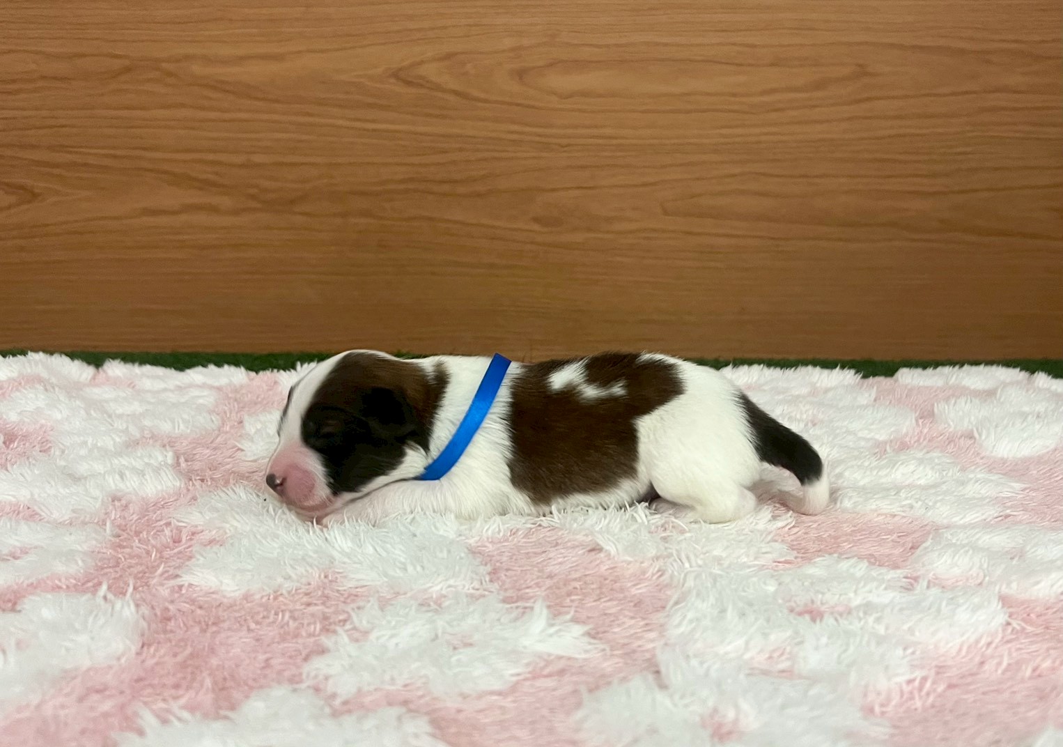 赤ちゃん写真1-2