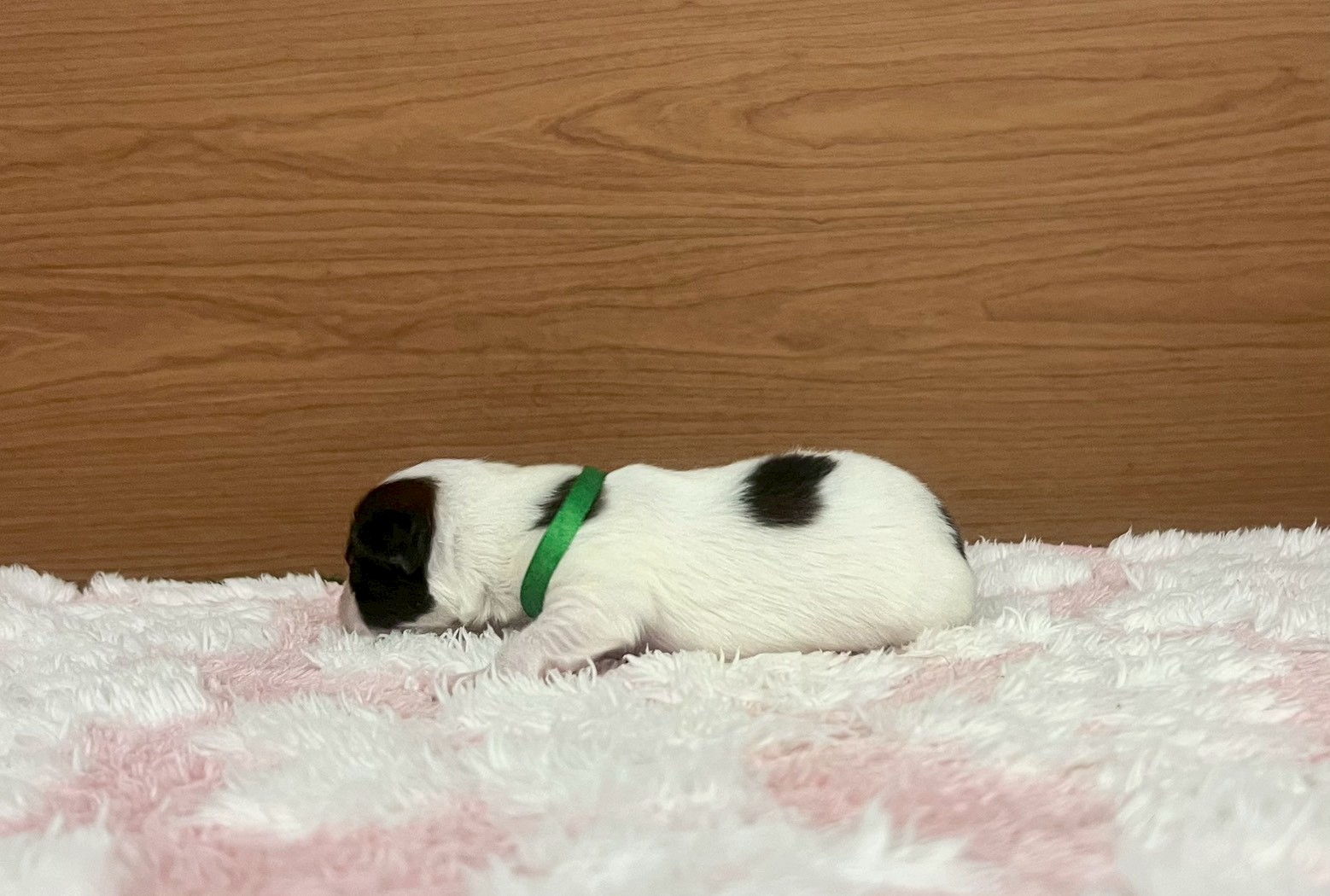 赤ちゃん写真1-2