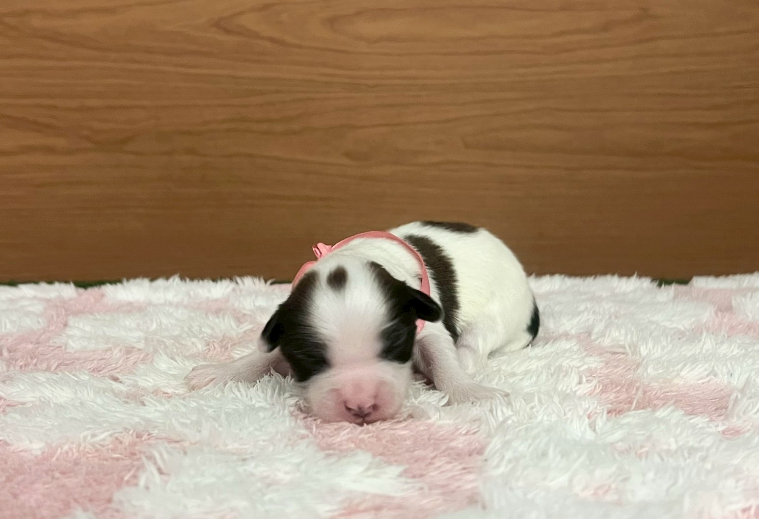 赤ちゃん写真1-1