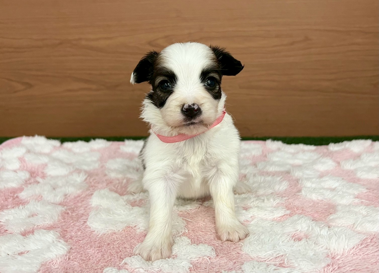 赤ちゃん写真2-1