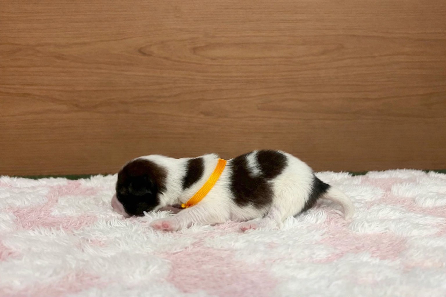 赤ちゃん写真1-2
