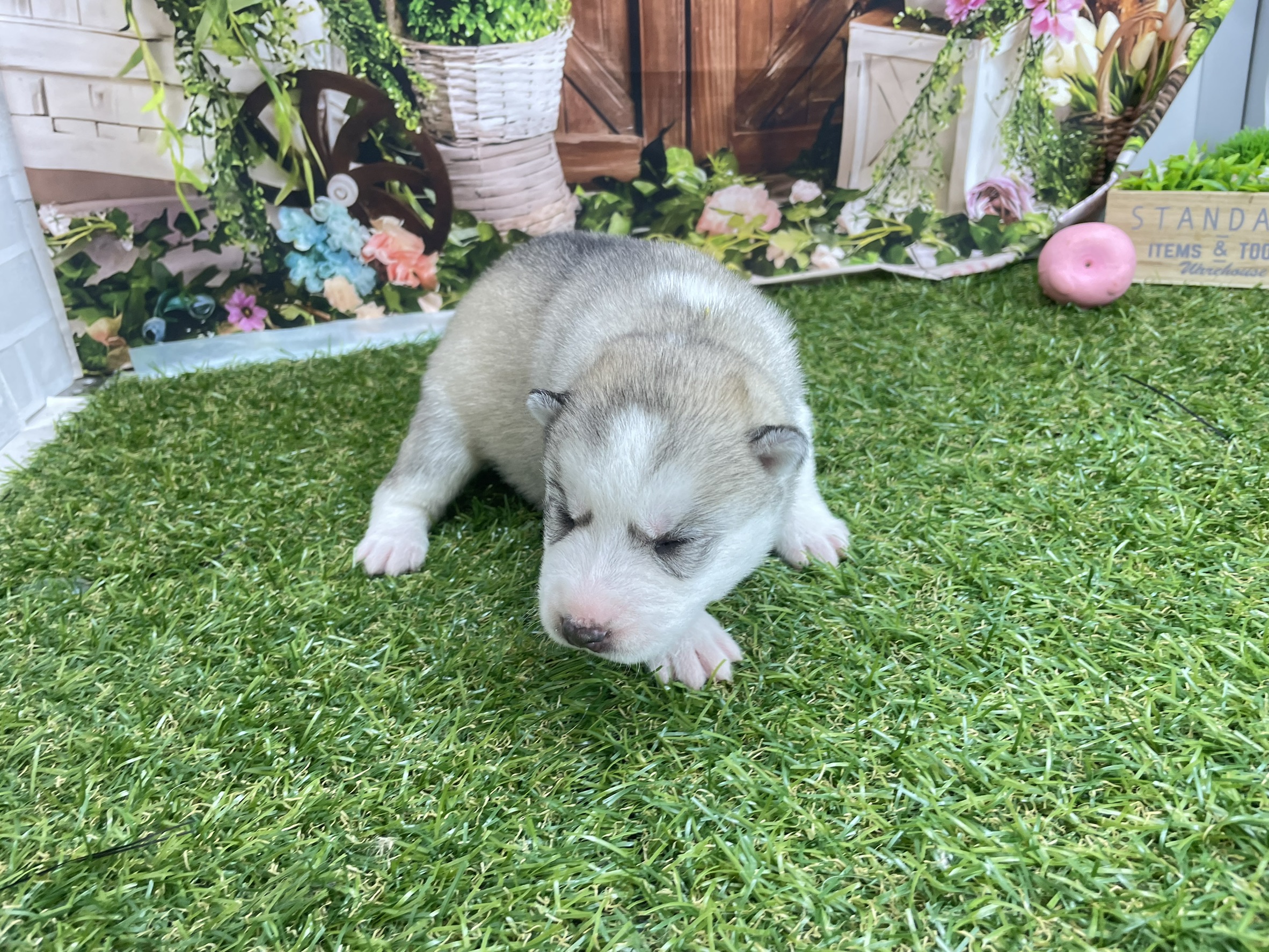 赤ちゃん写真1-2