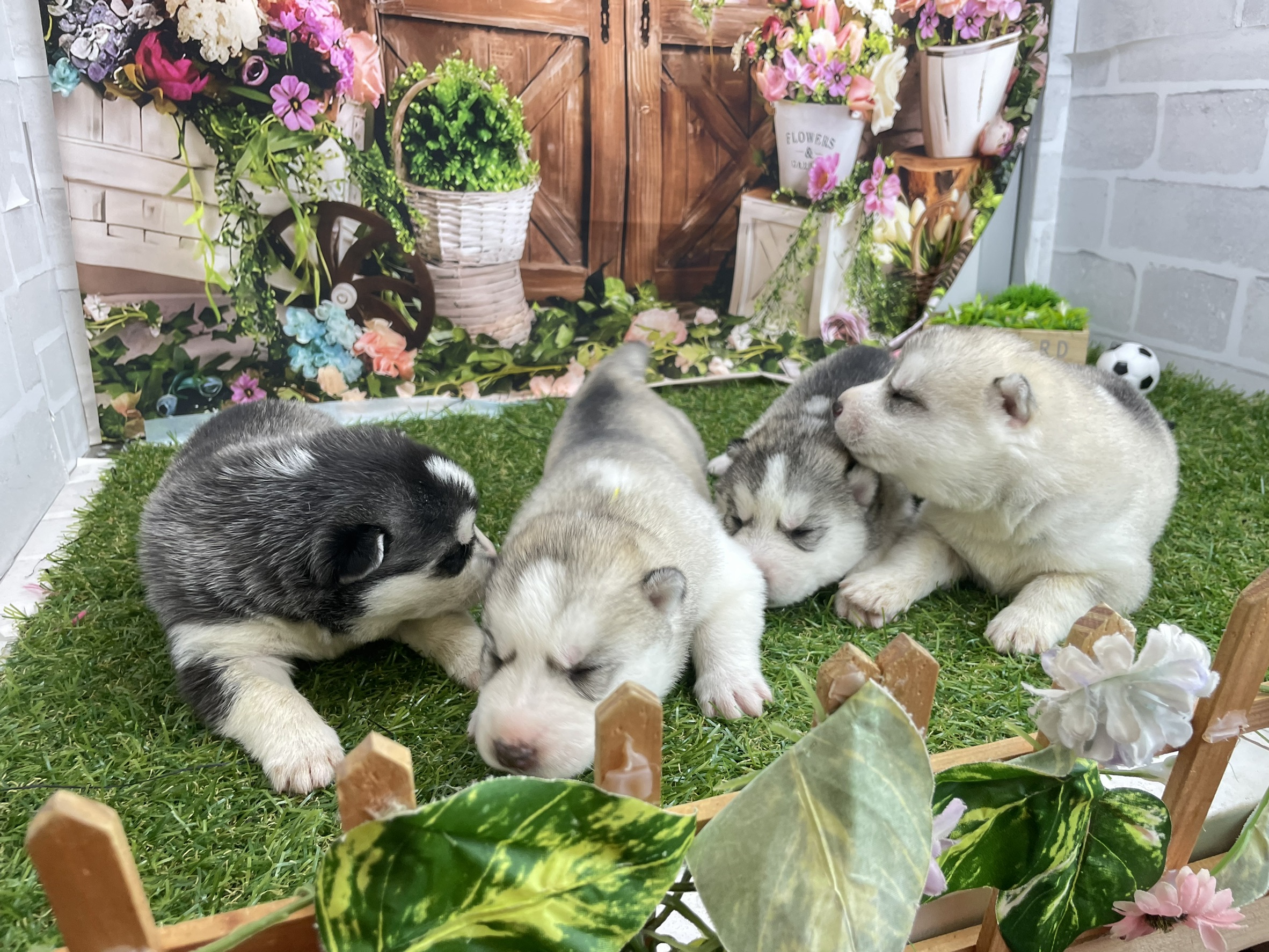 赤ちゃん写真1-3