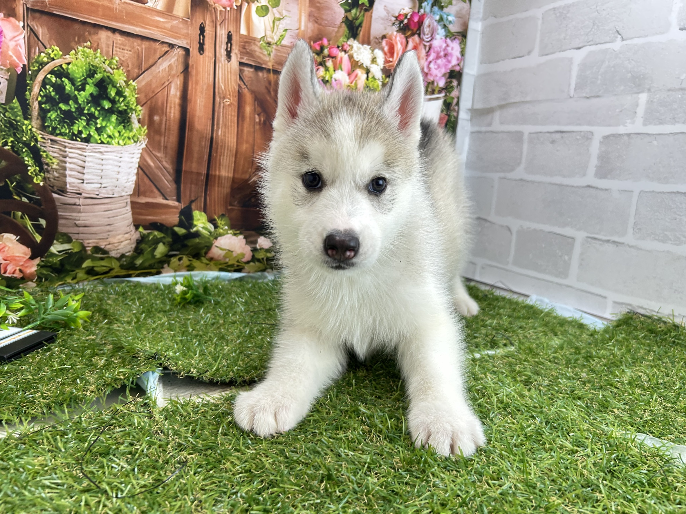 シベリアンハスキー