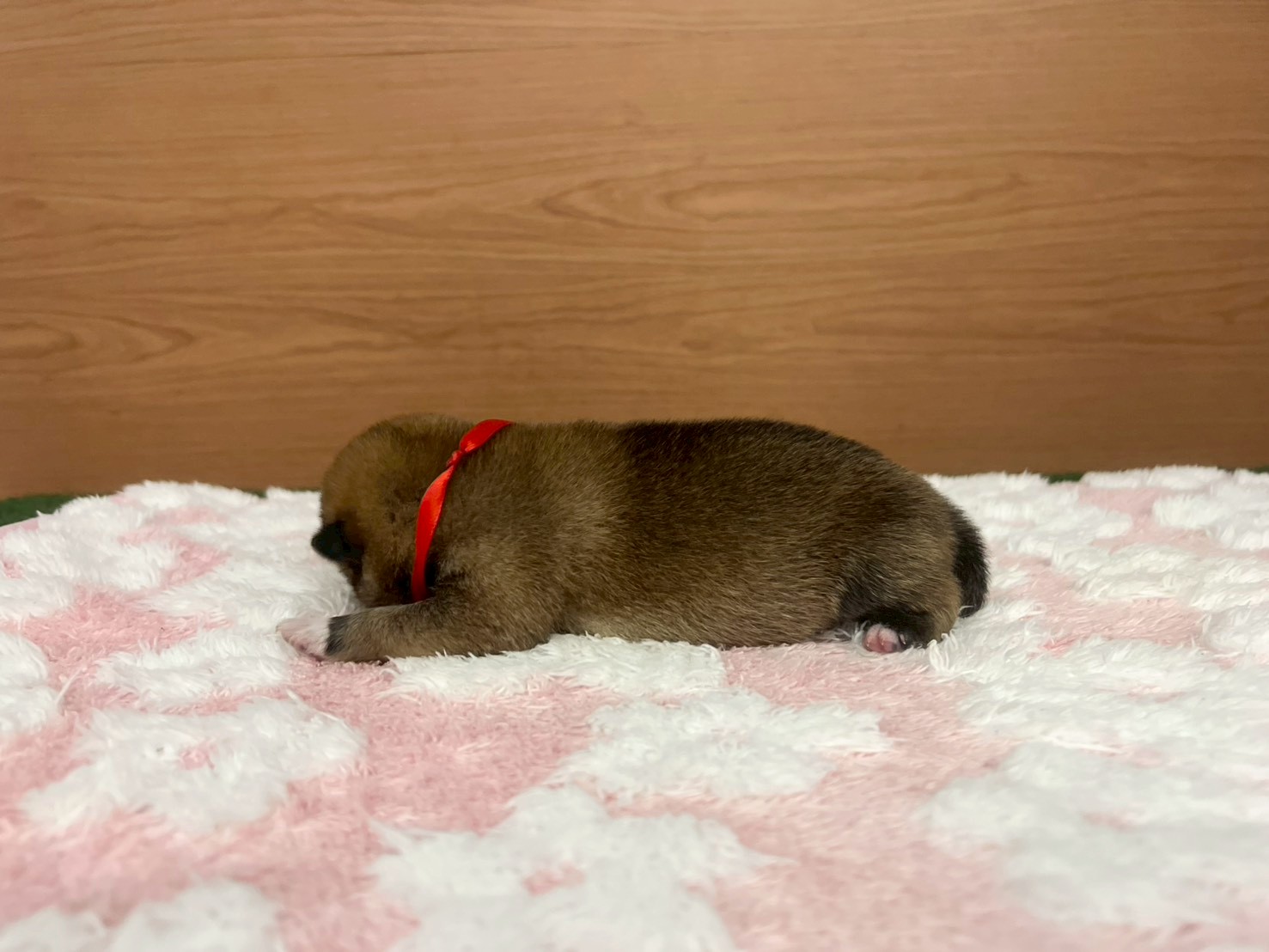 赤ちゃん写真1-2