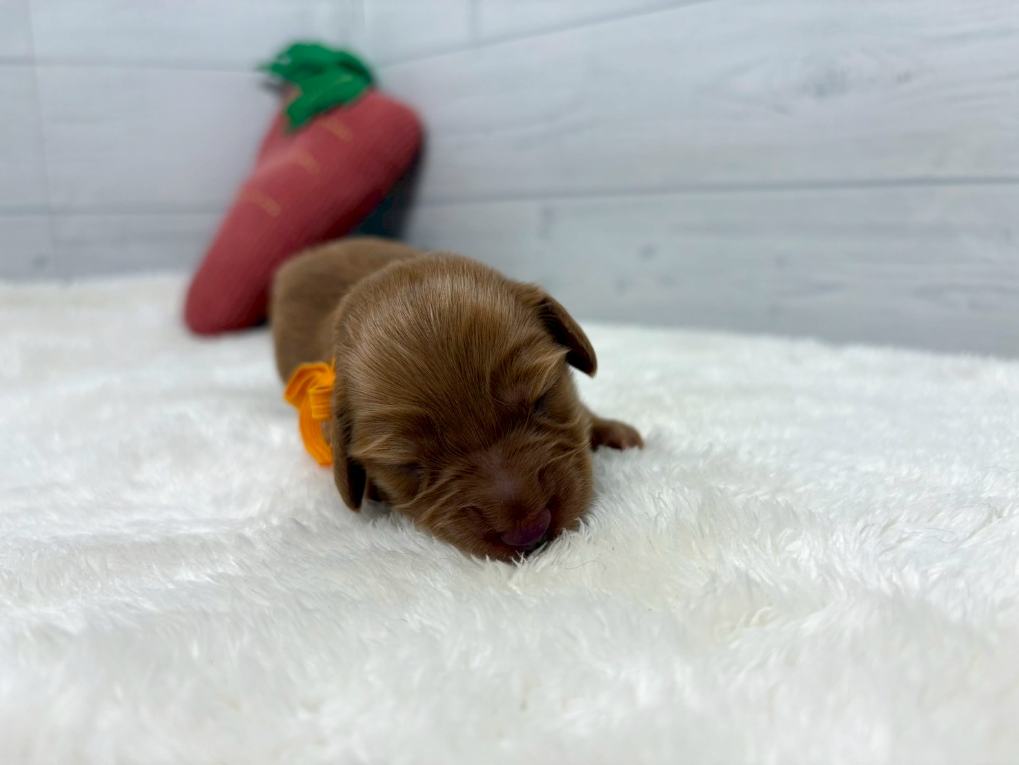 赤ちゃん写真1-1