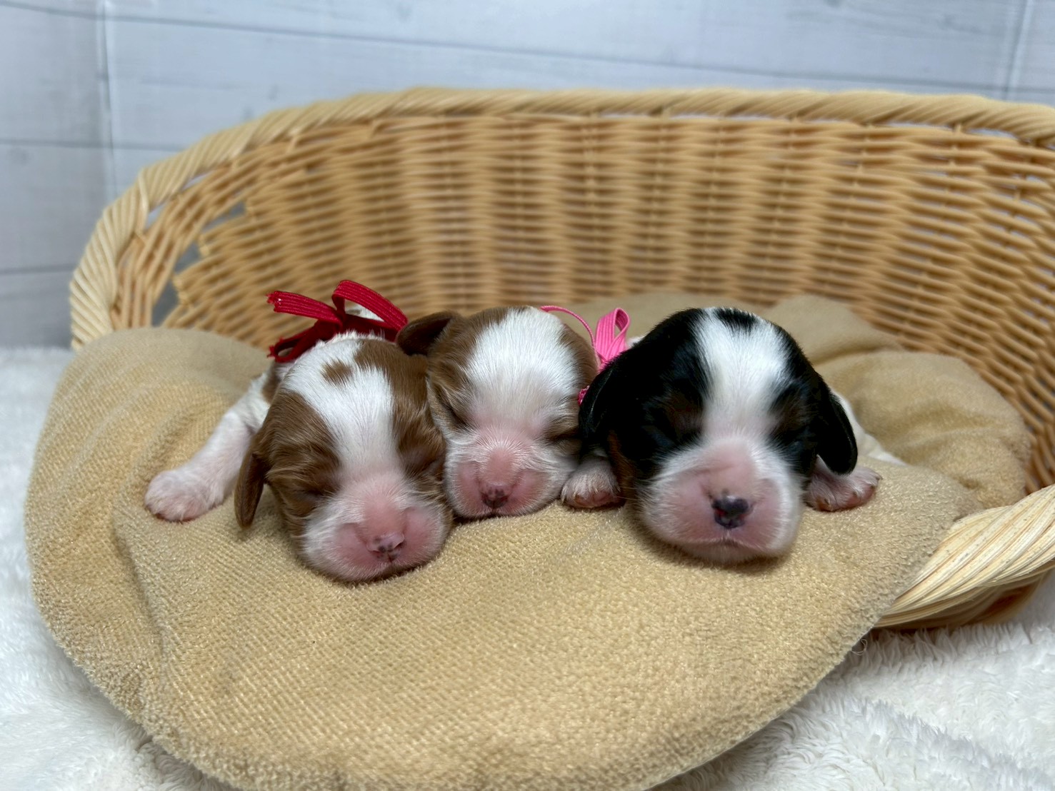 赤ちゃん写真1-3