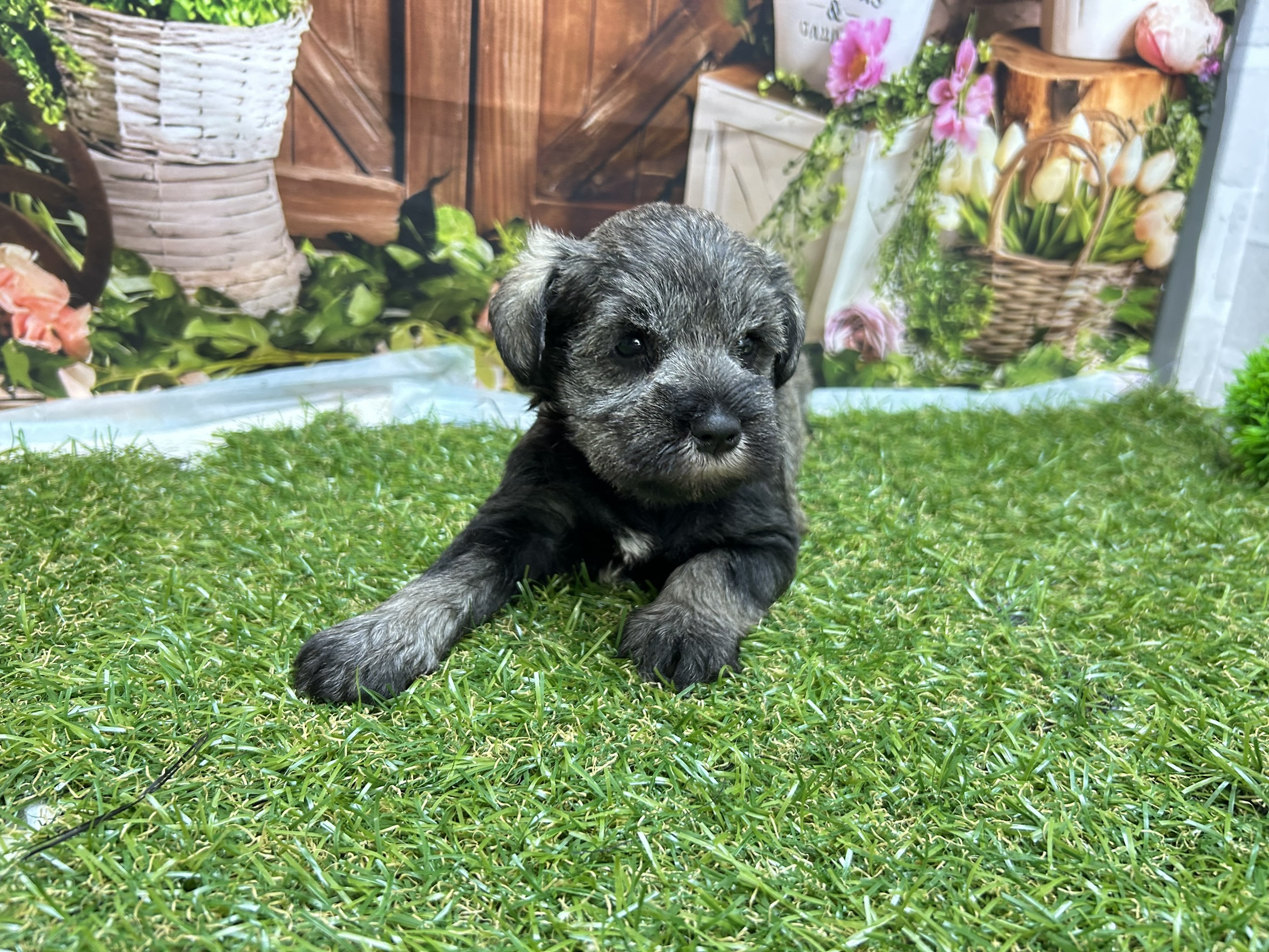 ミニチュア・シュナウザー