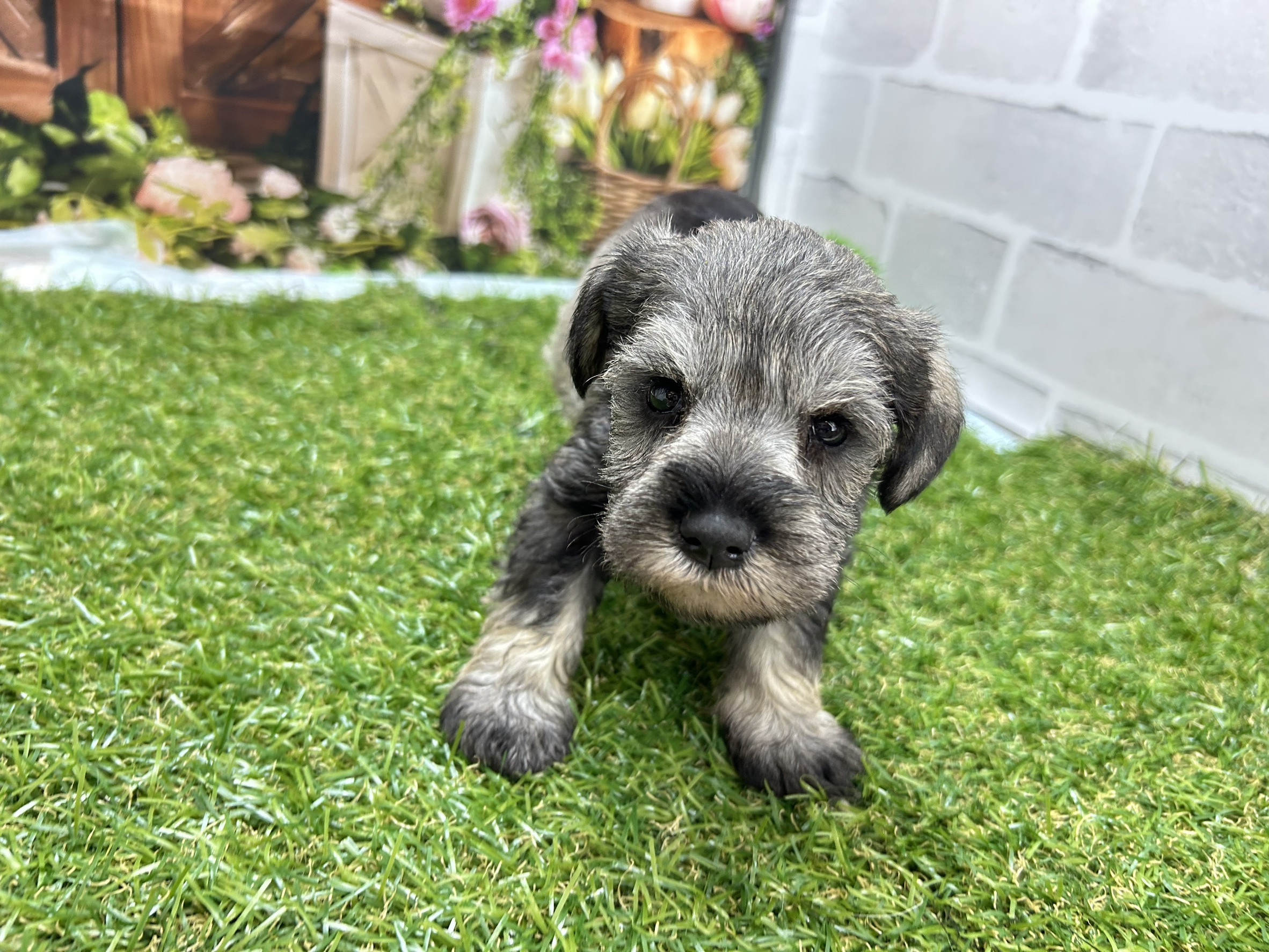 ミニチュア・シュナウザー