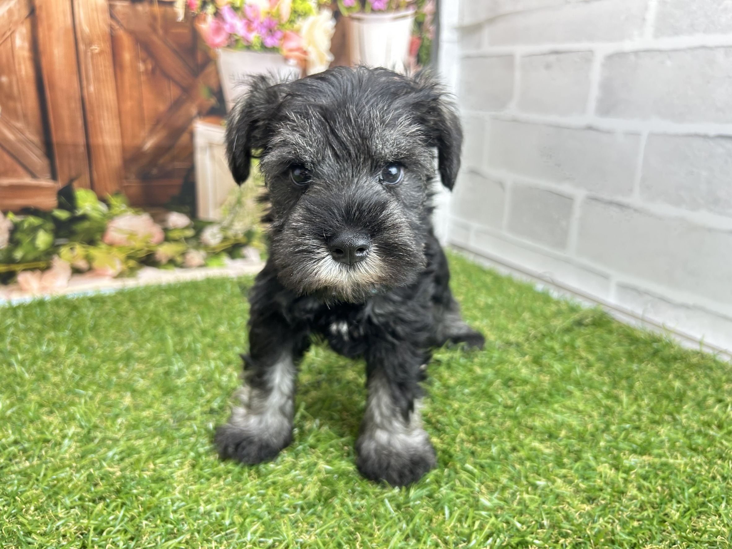 ミニチュア・シュナウザー