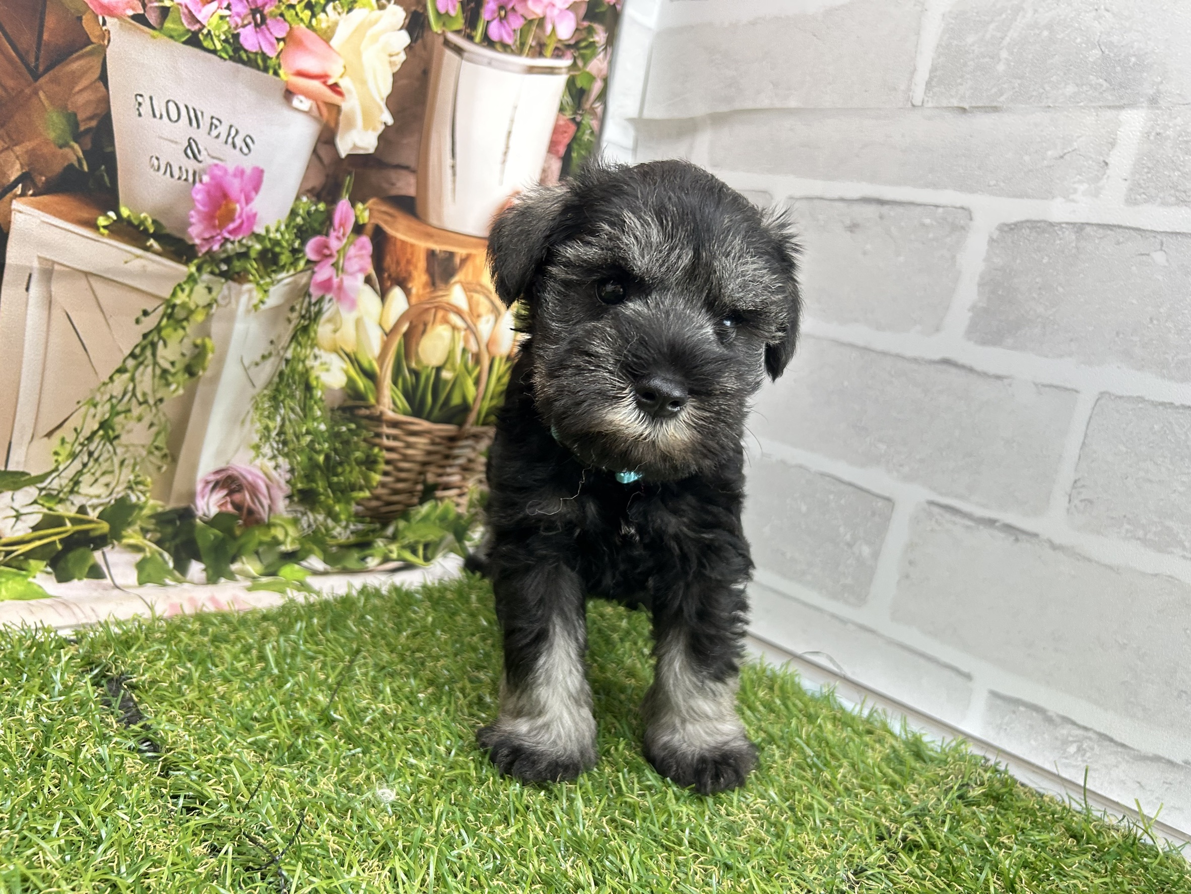 ミニチュア・シュナウザー