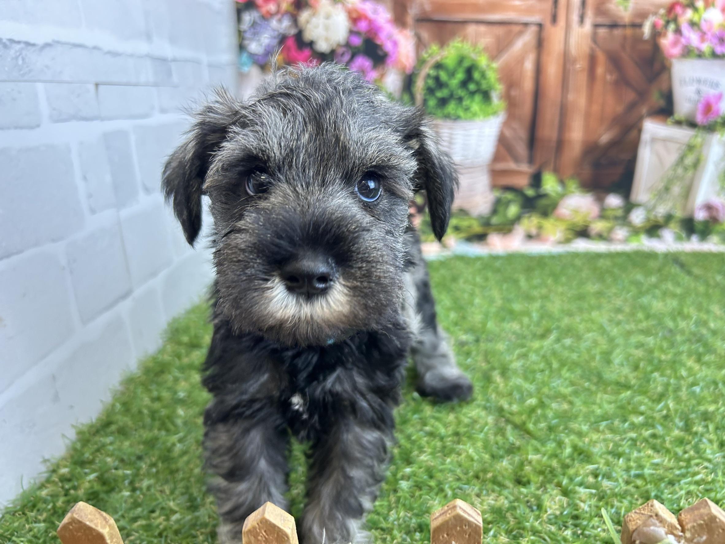 ミニチュア・シュナウザー