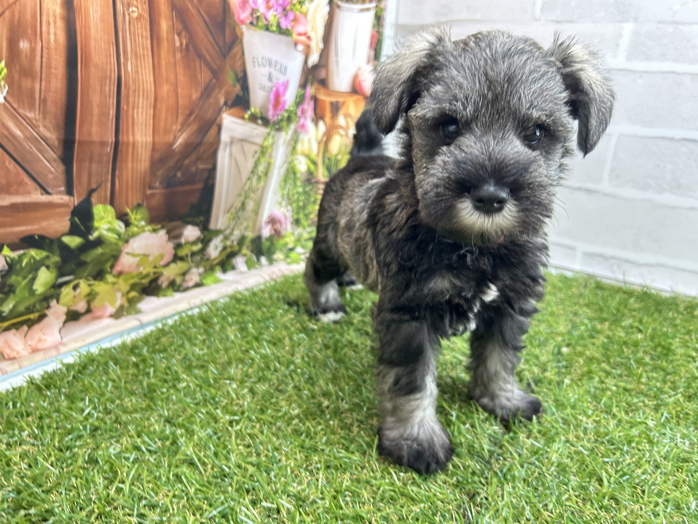 ミニチュア・シュナウザー