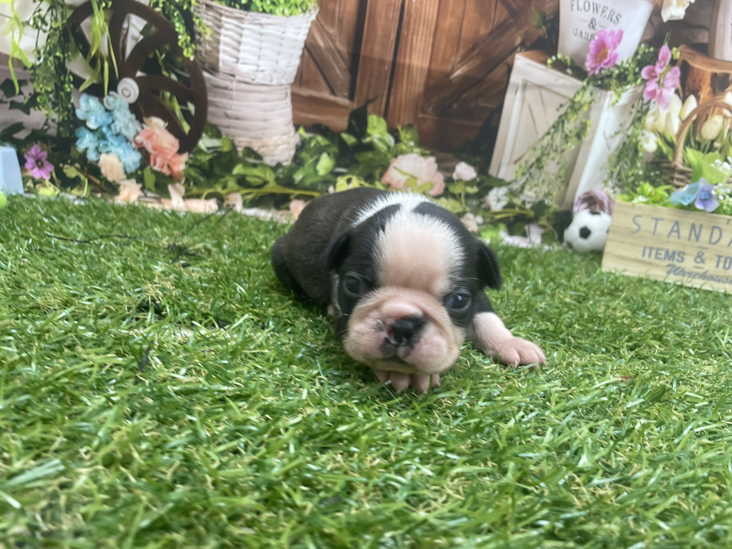 赤ちゃん写真1-1