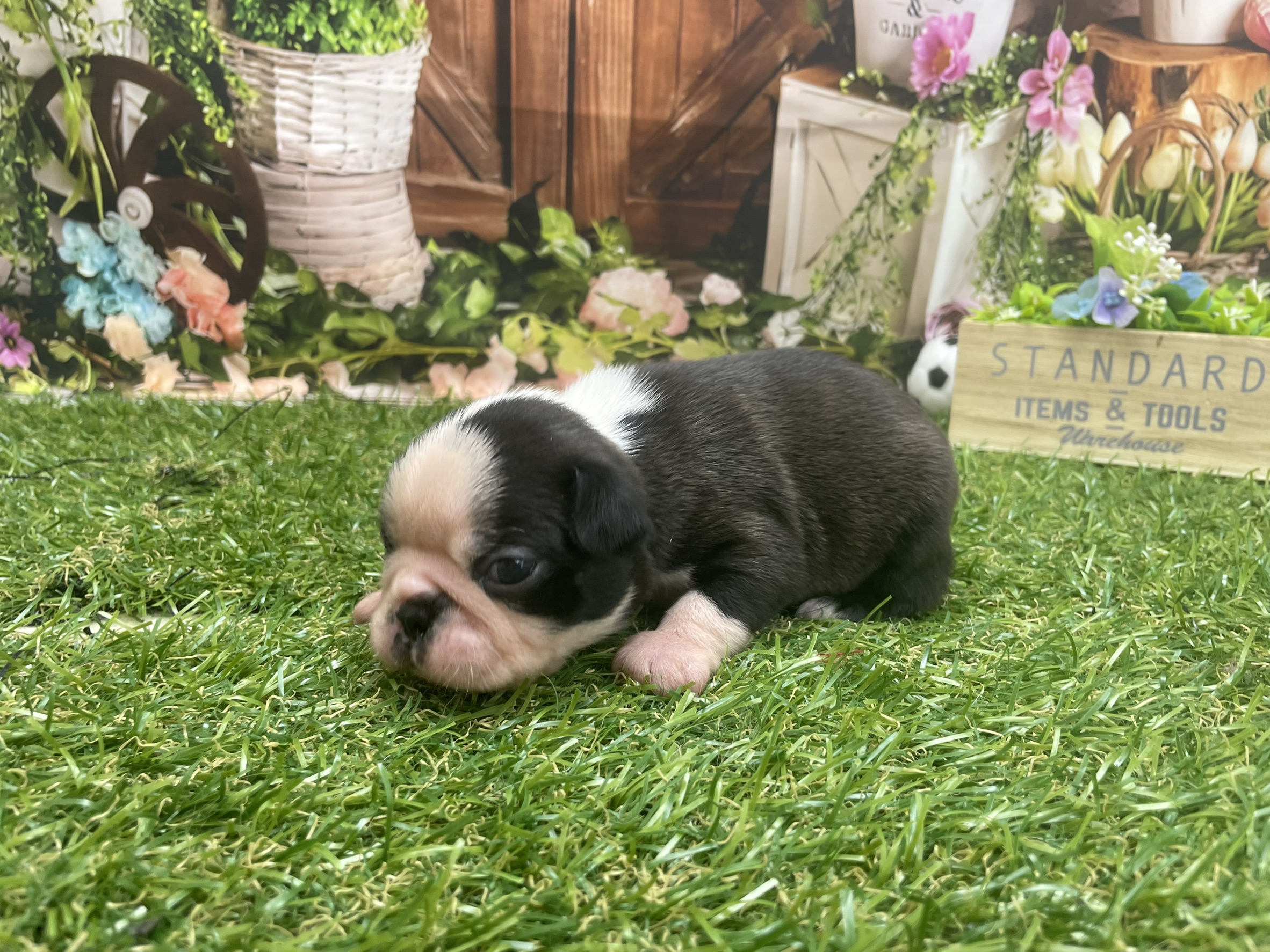 赤ちゃん写真1-2