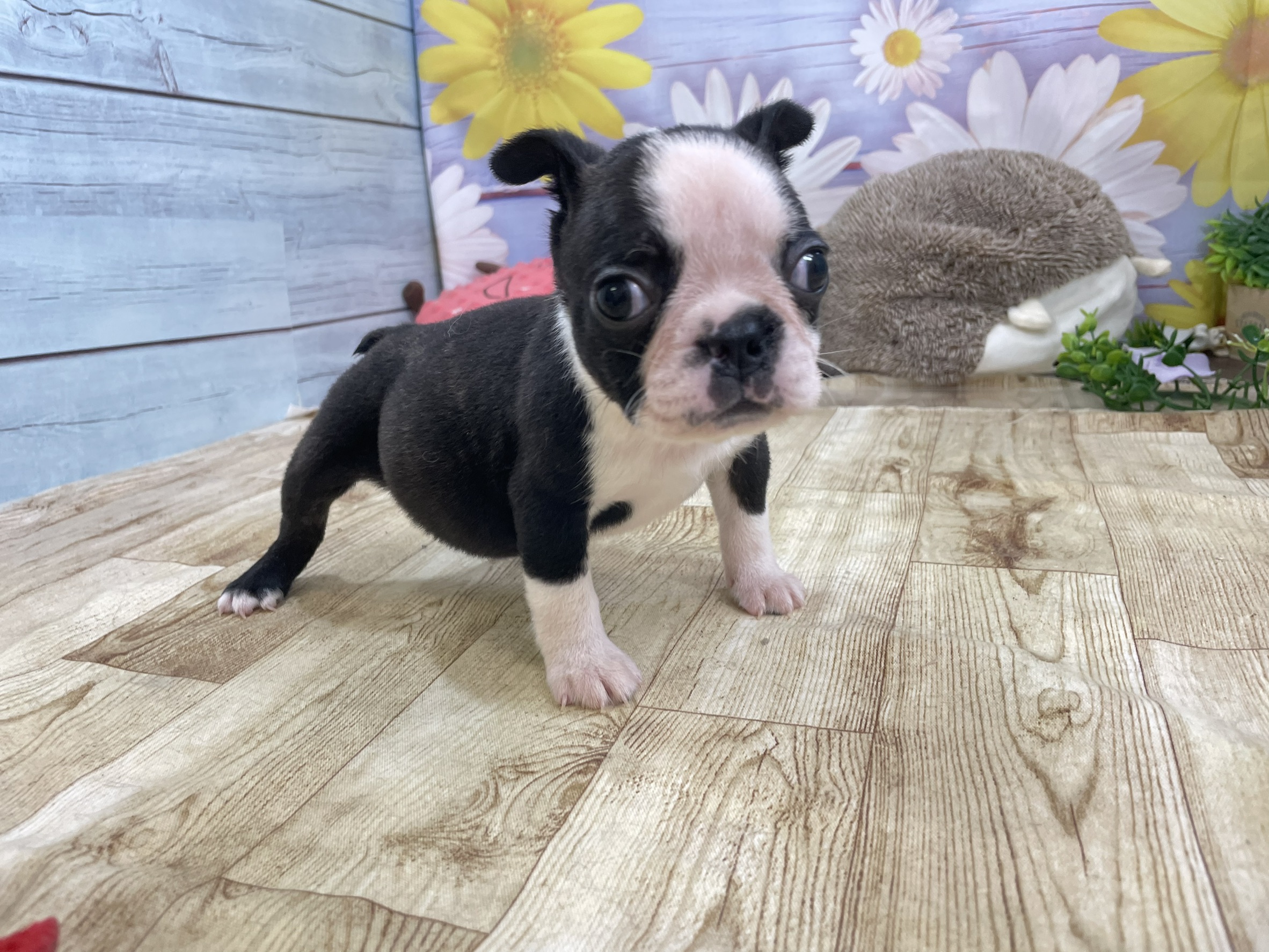 ボストンテリア