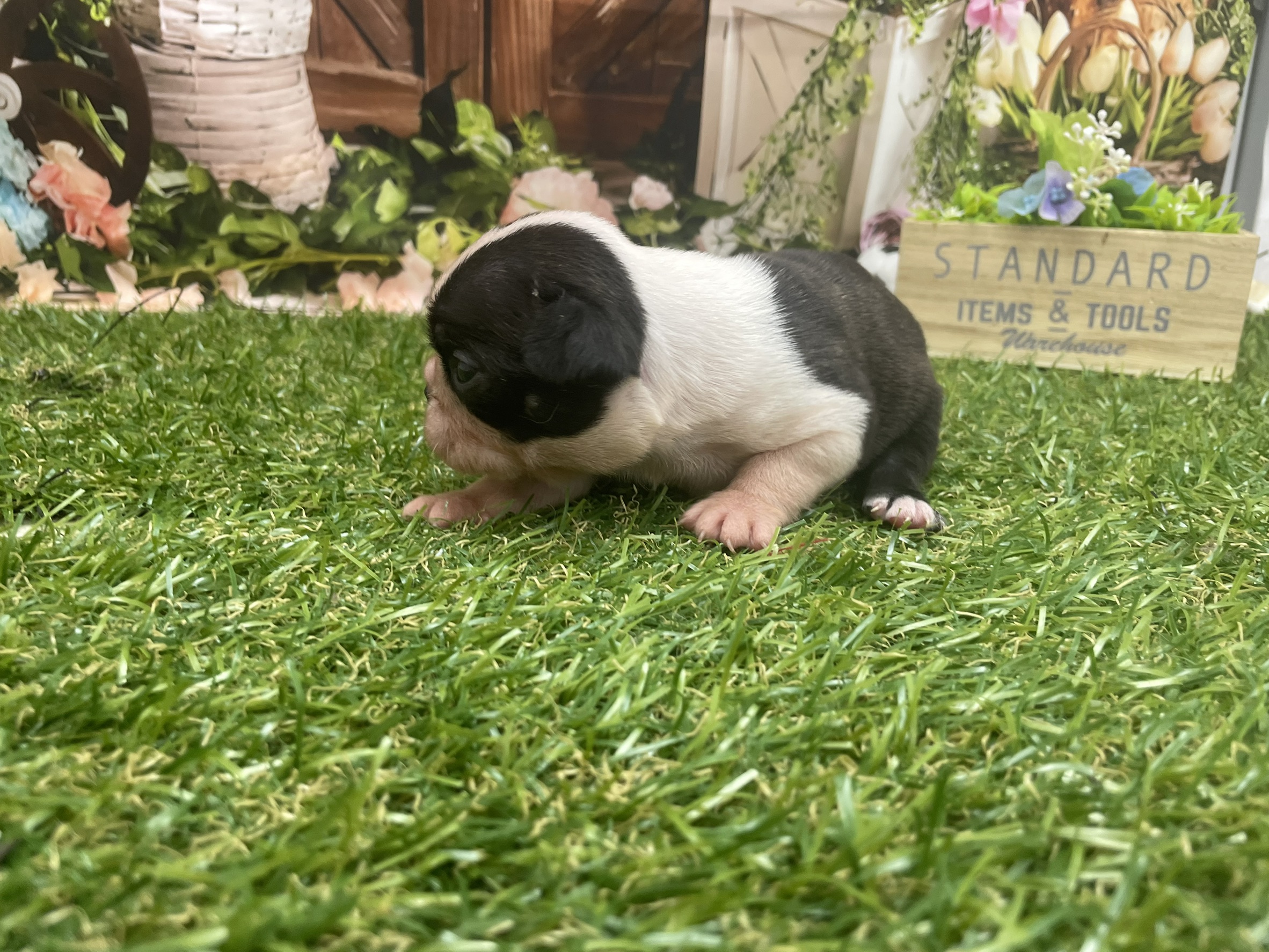 赤ちゃん写真1-1