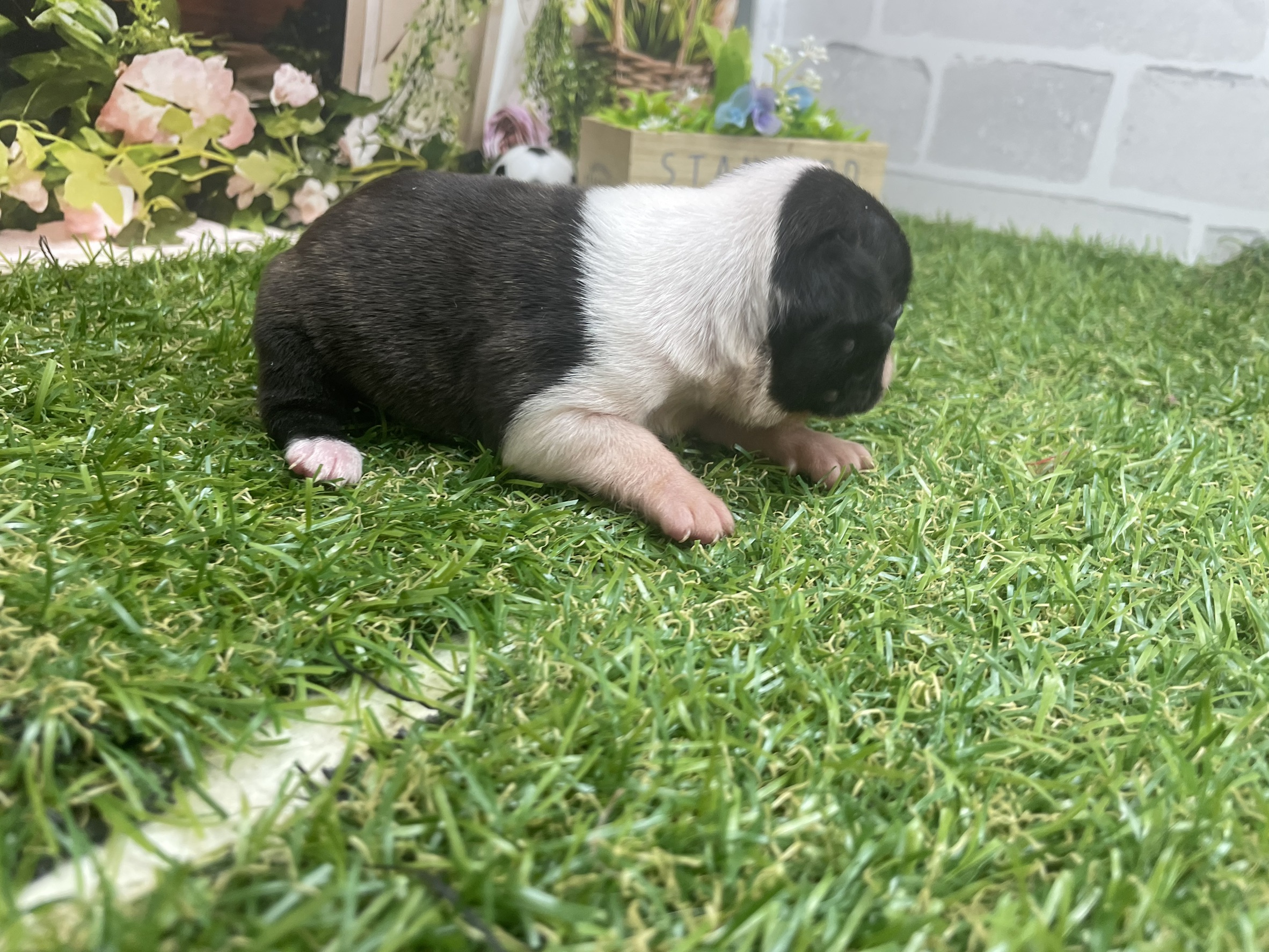 赤ちゃん写真1-2