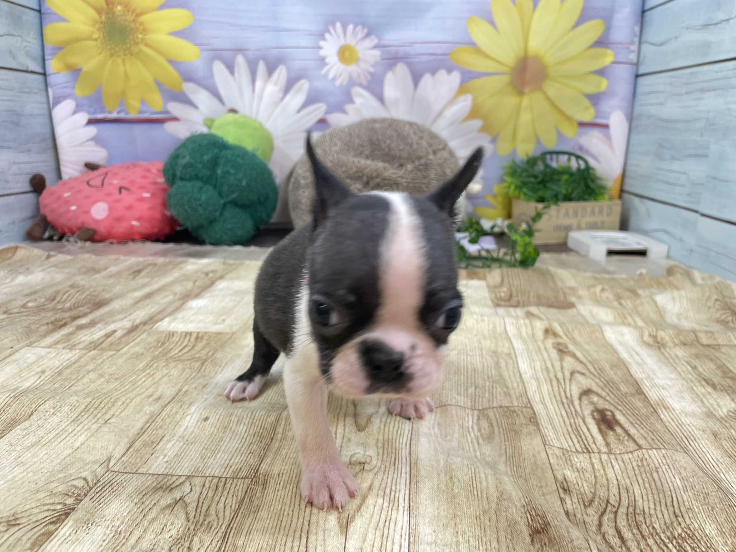 ボストンテリア