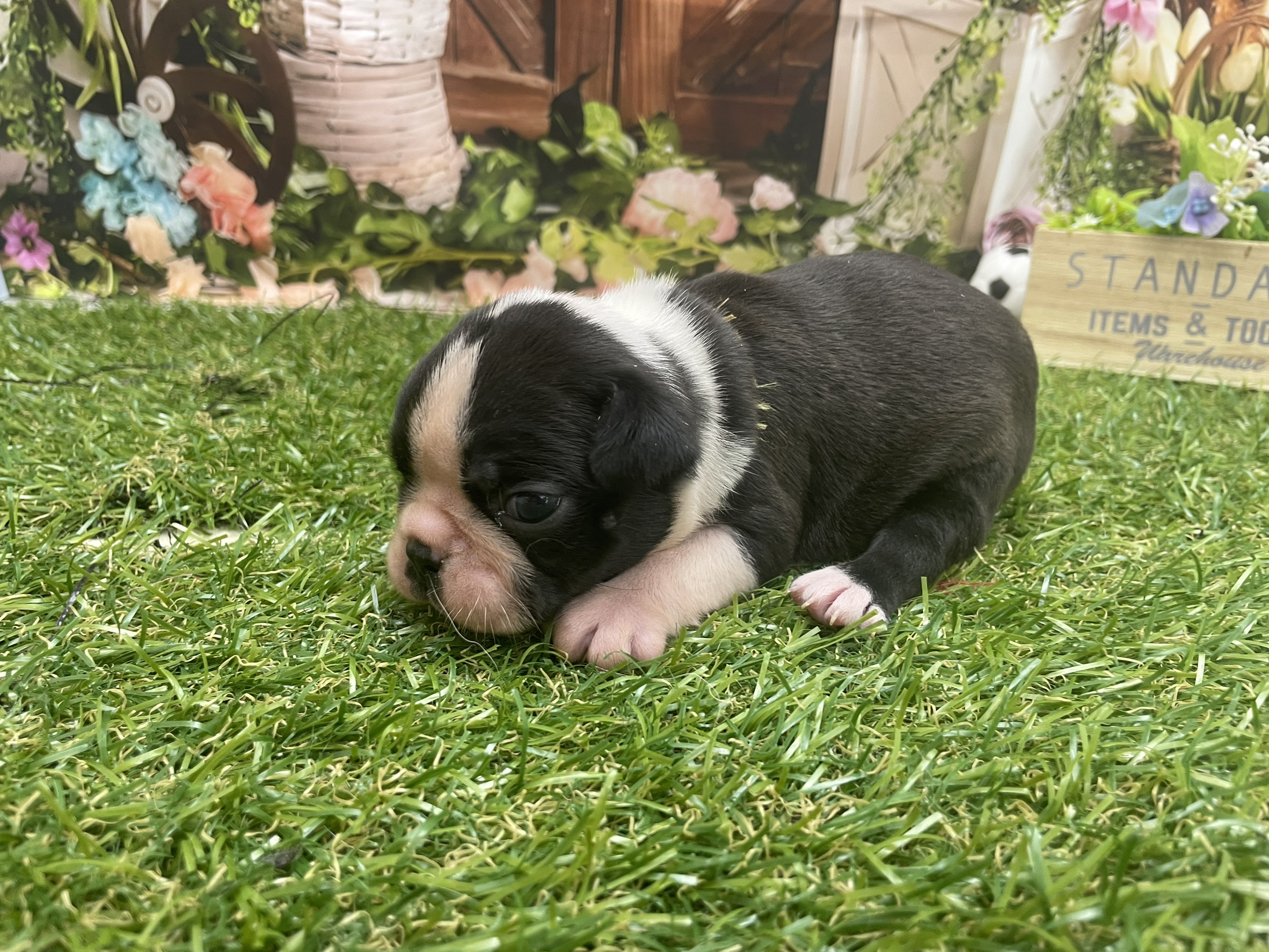 ボストンテリア