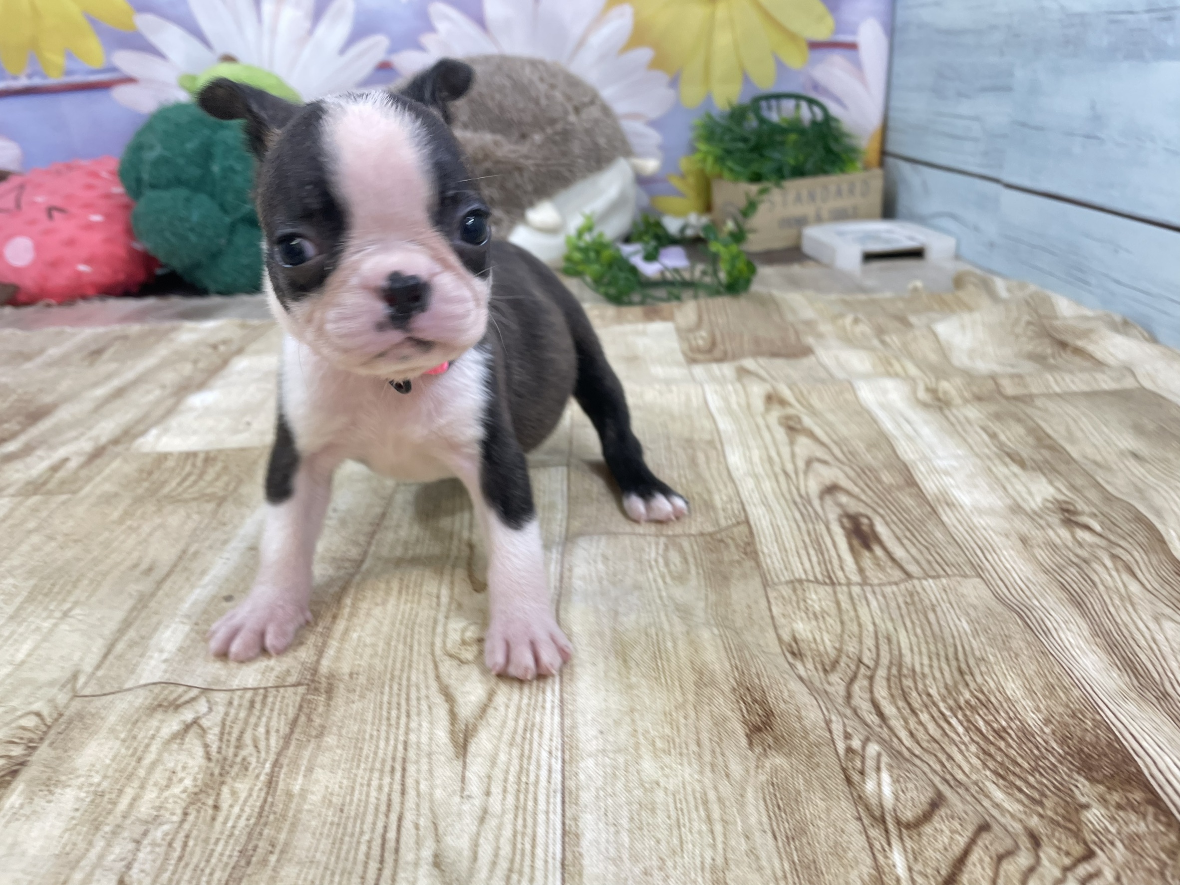 赤ちゃん写真1-1