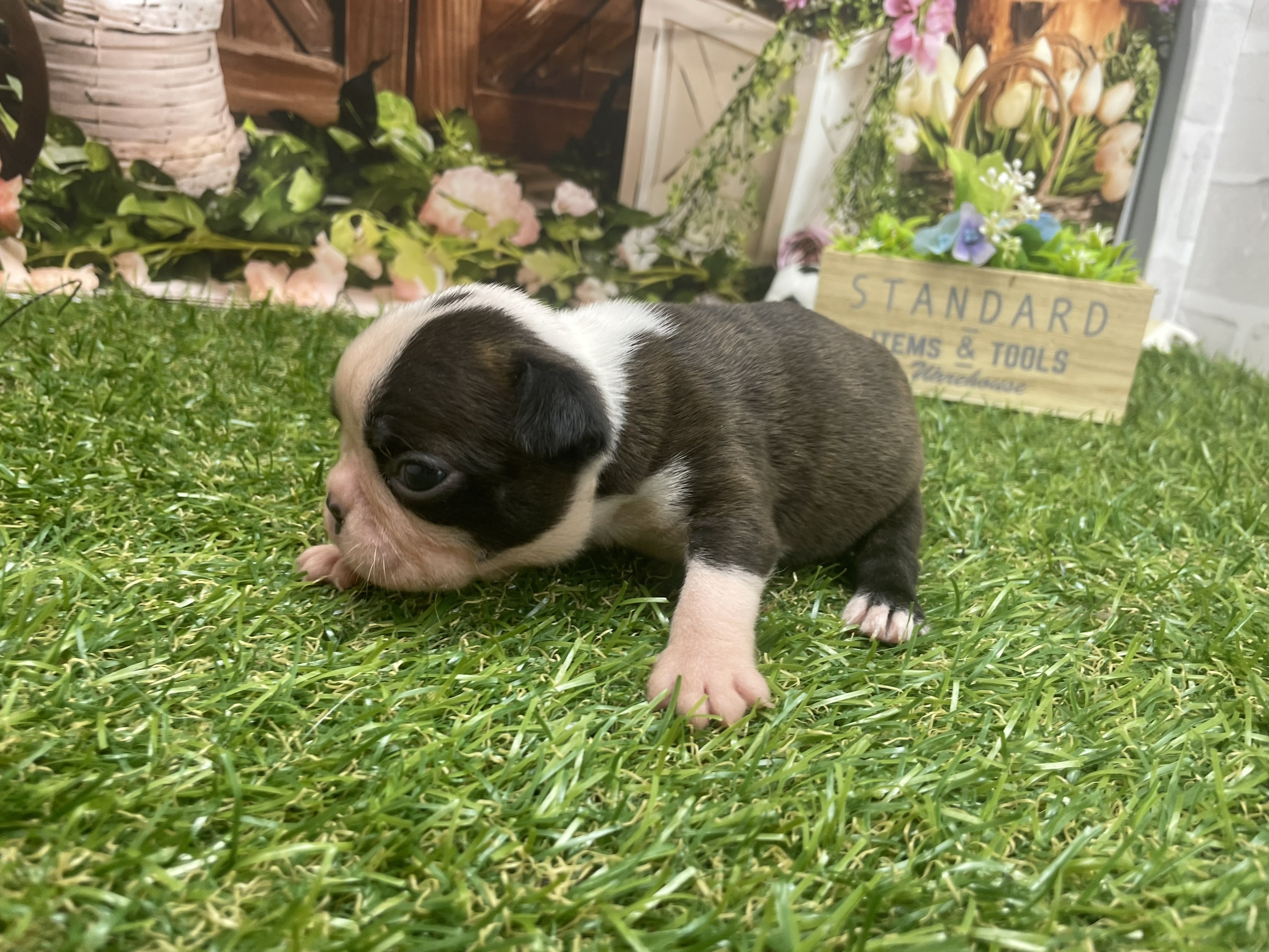 赤ちゃん写真1-2