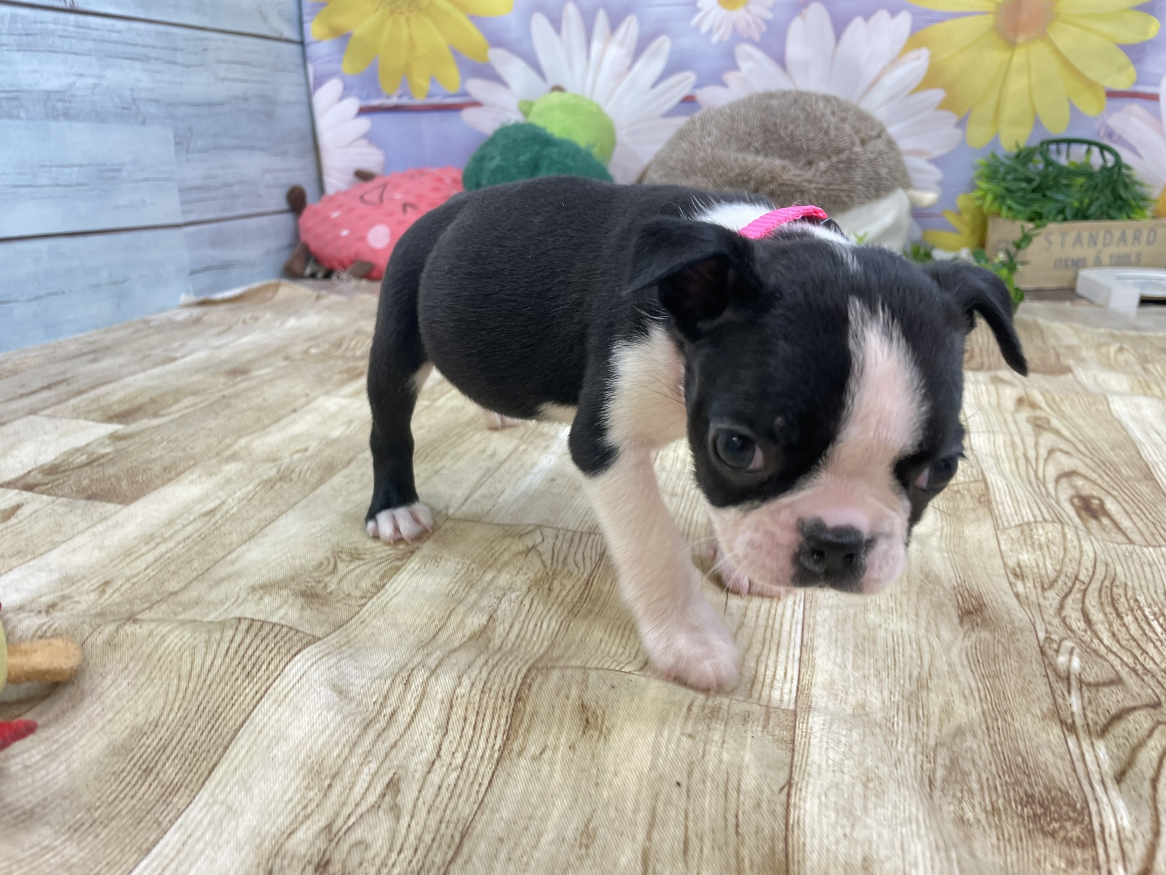 ボストンテリア