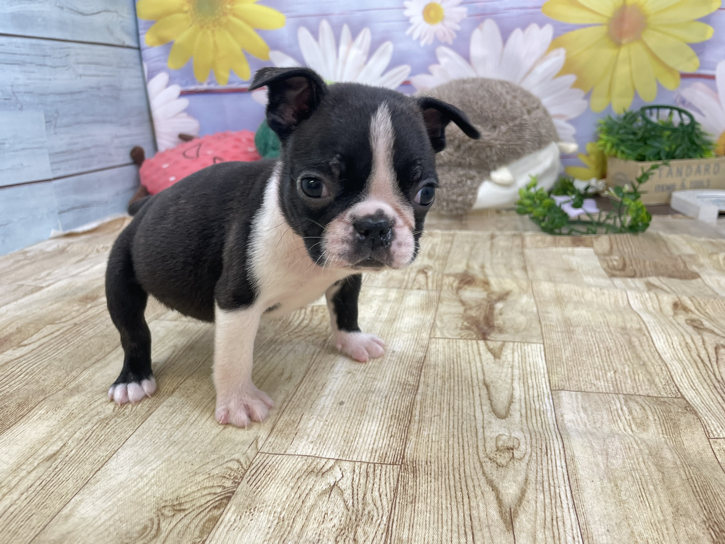 ボストンテリア