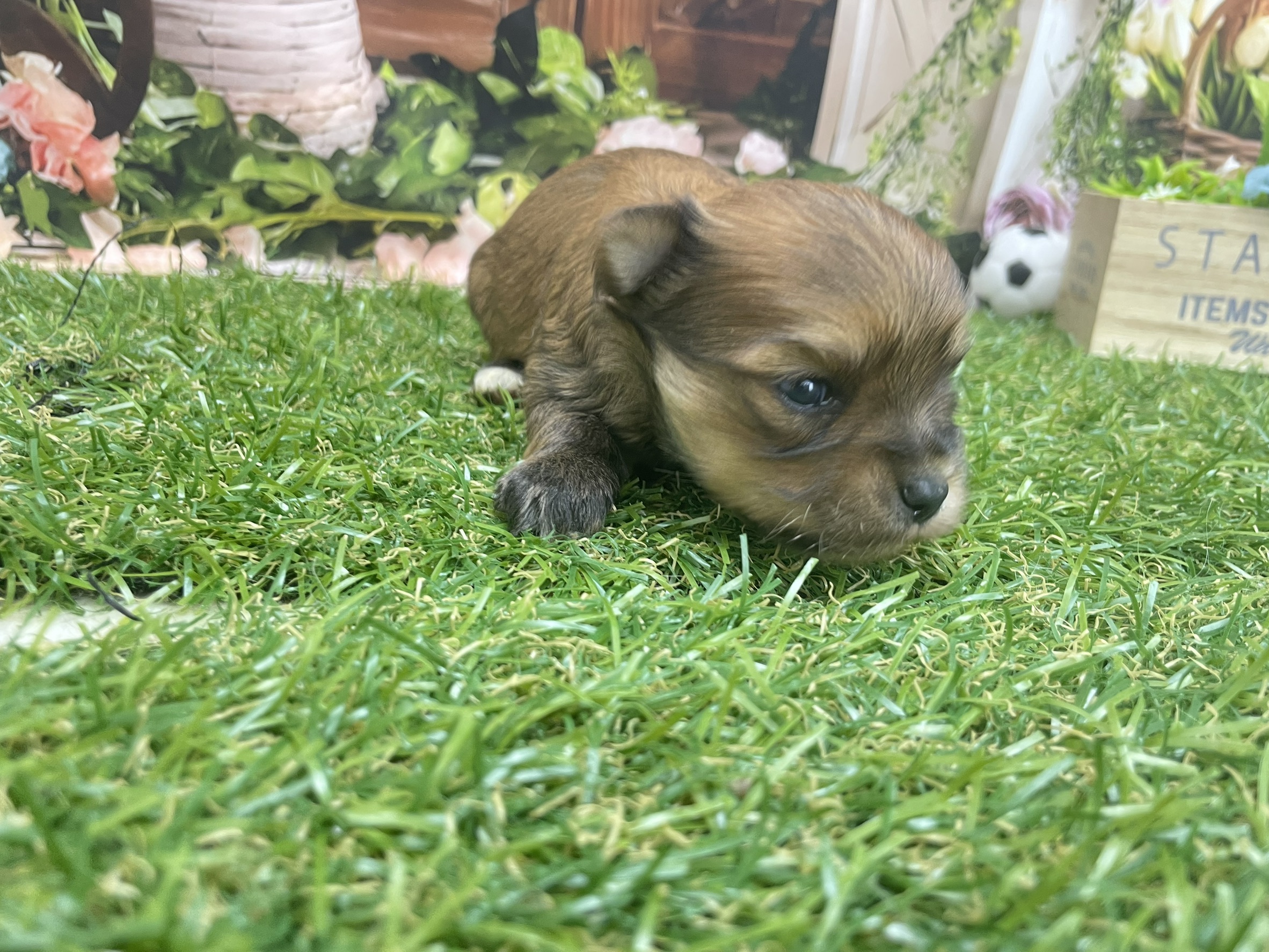 赤ちゃん写真1-2