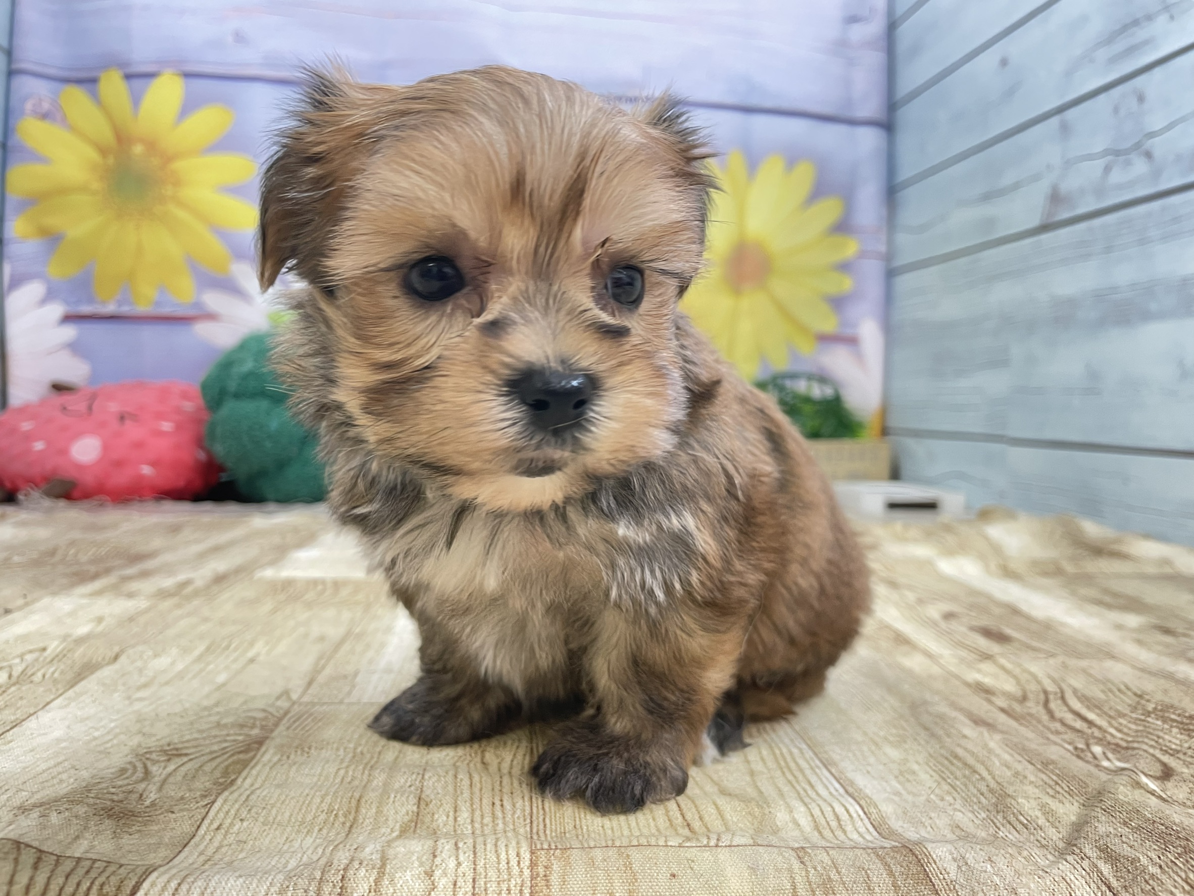 赤ちゃん写真2-1