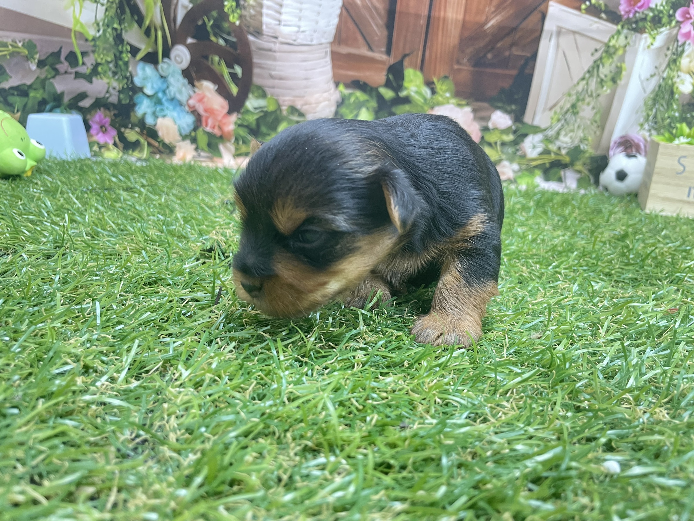 赤ちゃん写真1-2