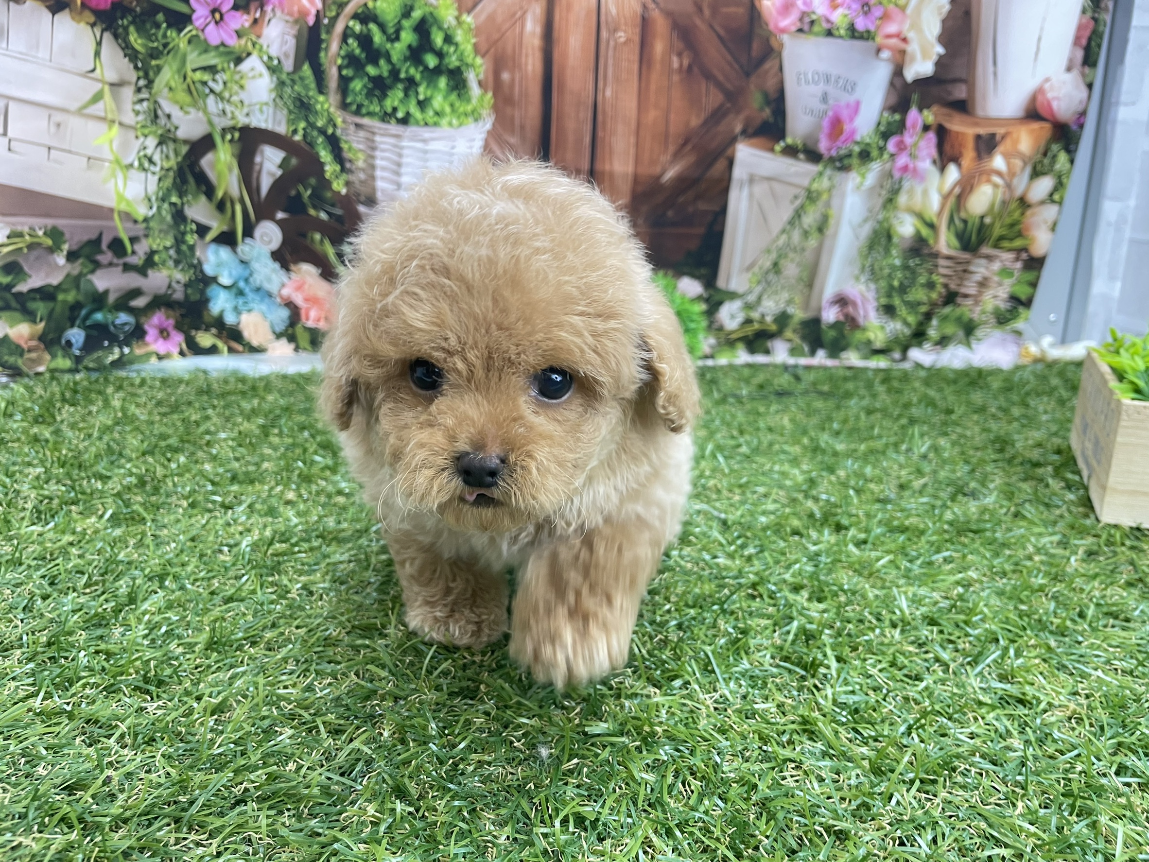 トイ・プードル（ティーカップサイズ）