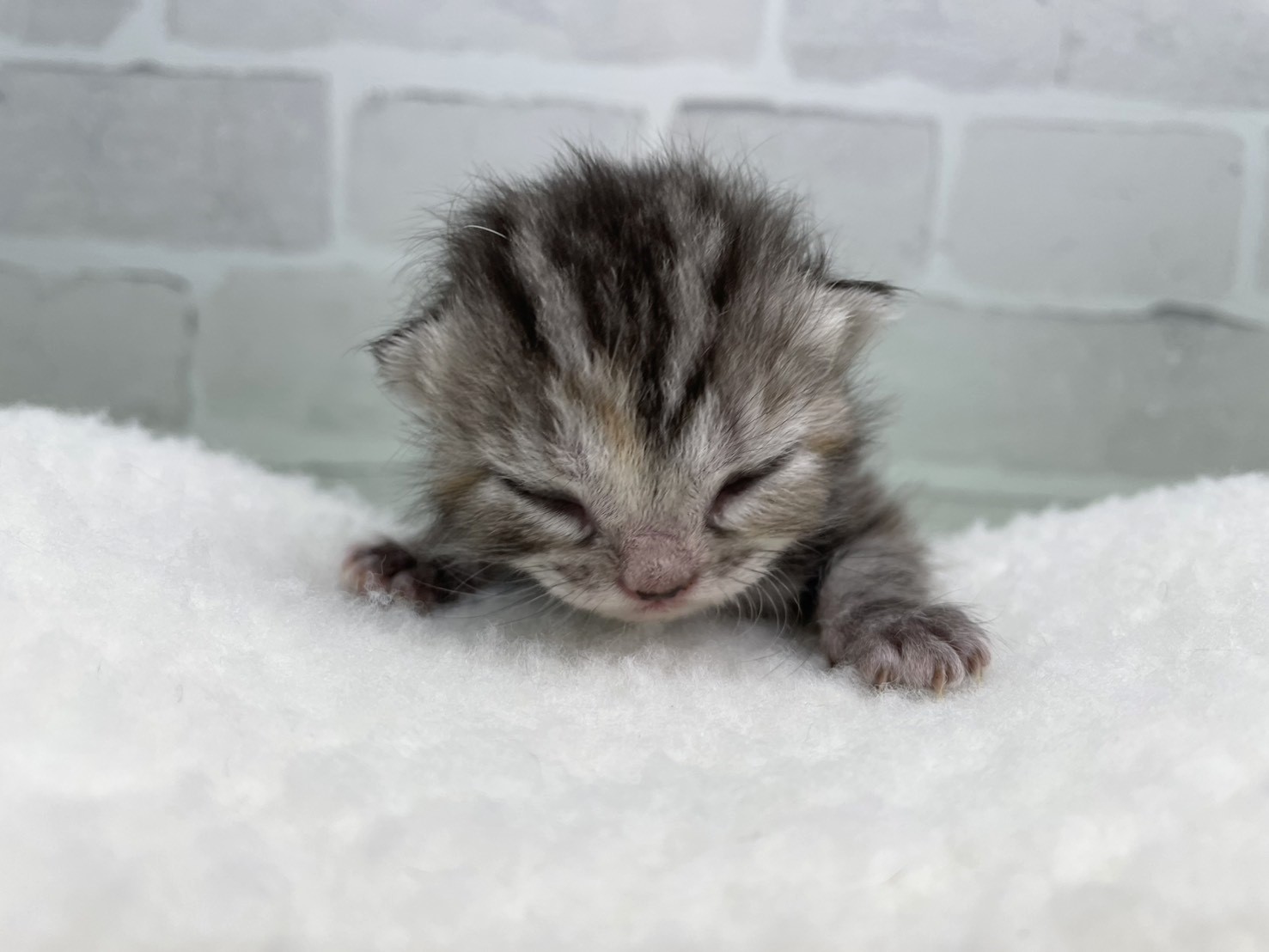 アメリカンショートヘアー