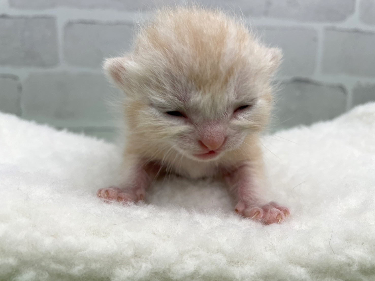アメリカンショートヘアー
