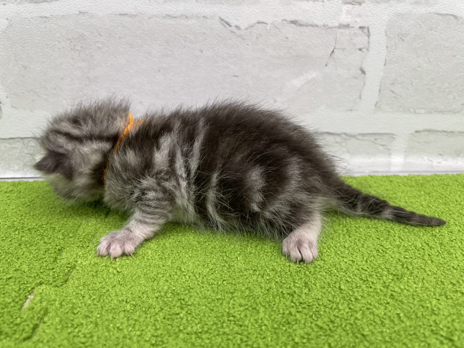 赤ちゃん写真1-2